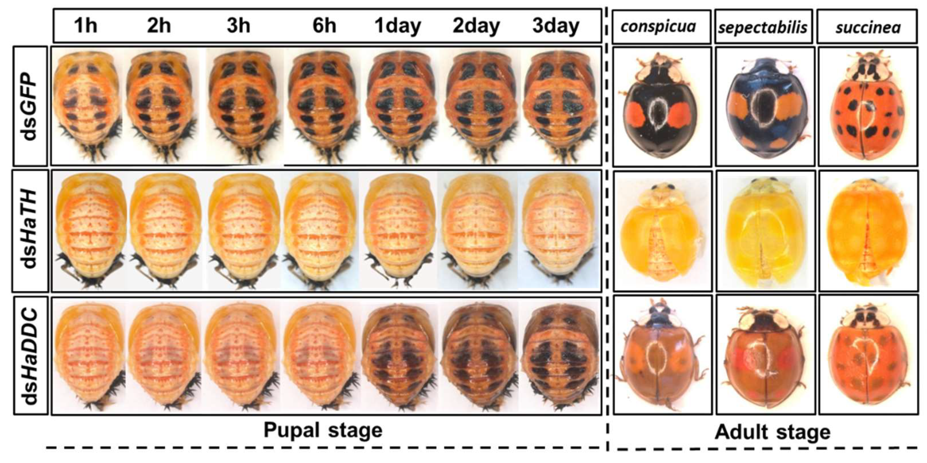 Ijms 21 02088 g003 Ijms 21 02088 g003