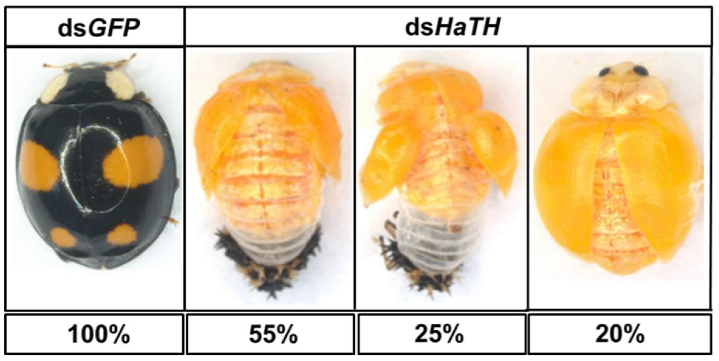 Ijms 21 02088 g004 Ijms 21 02088 g004