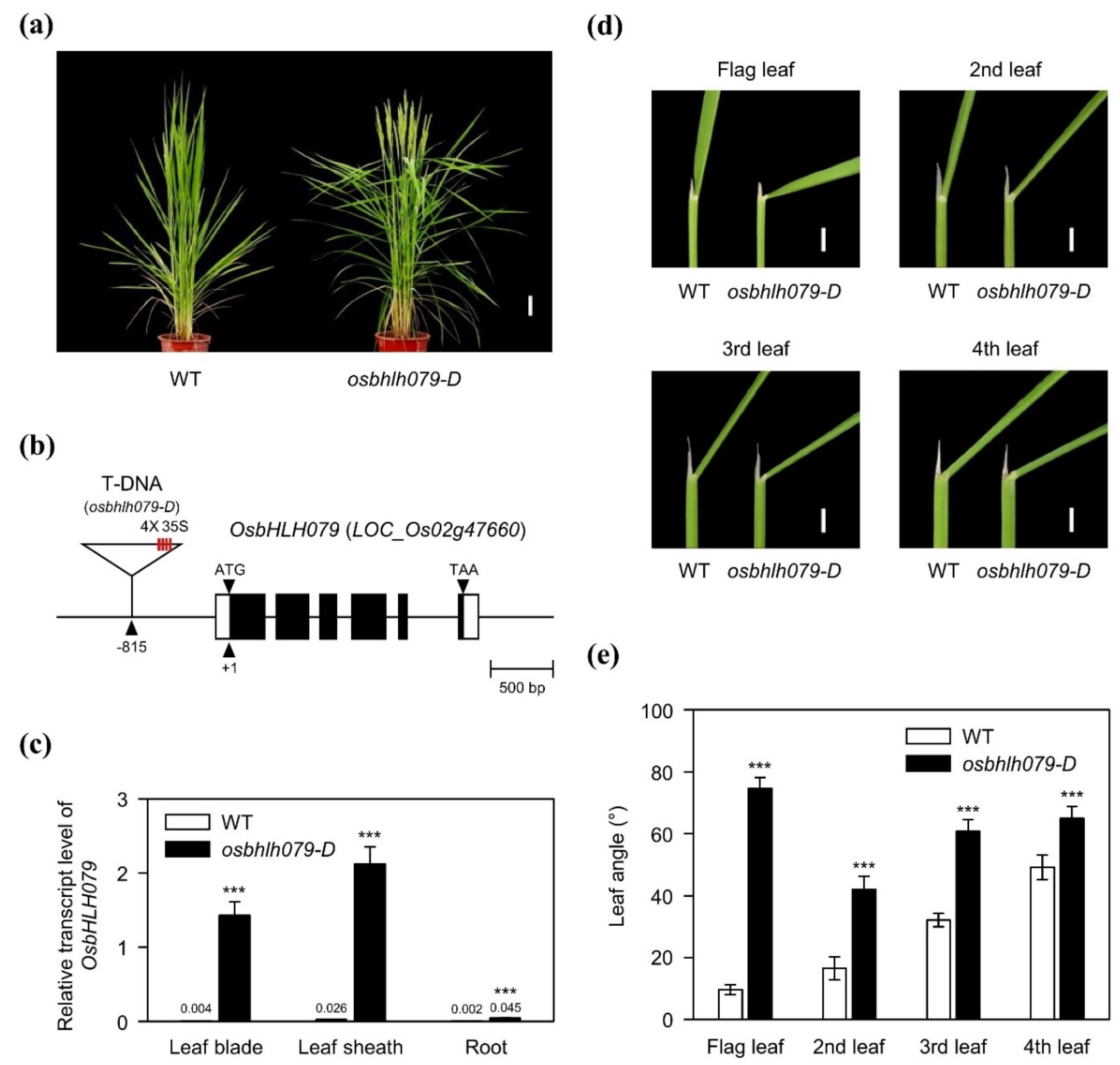 Ijms 21 02090 g001 Ijms 21 02090 g001