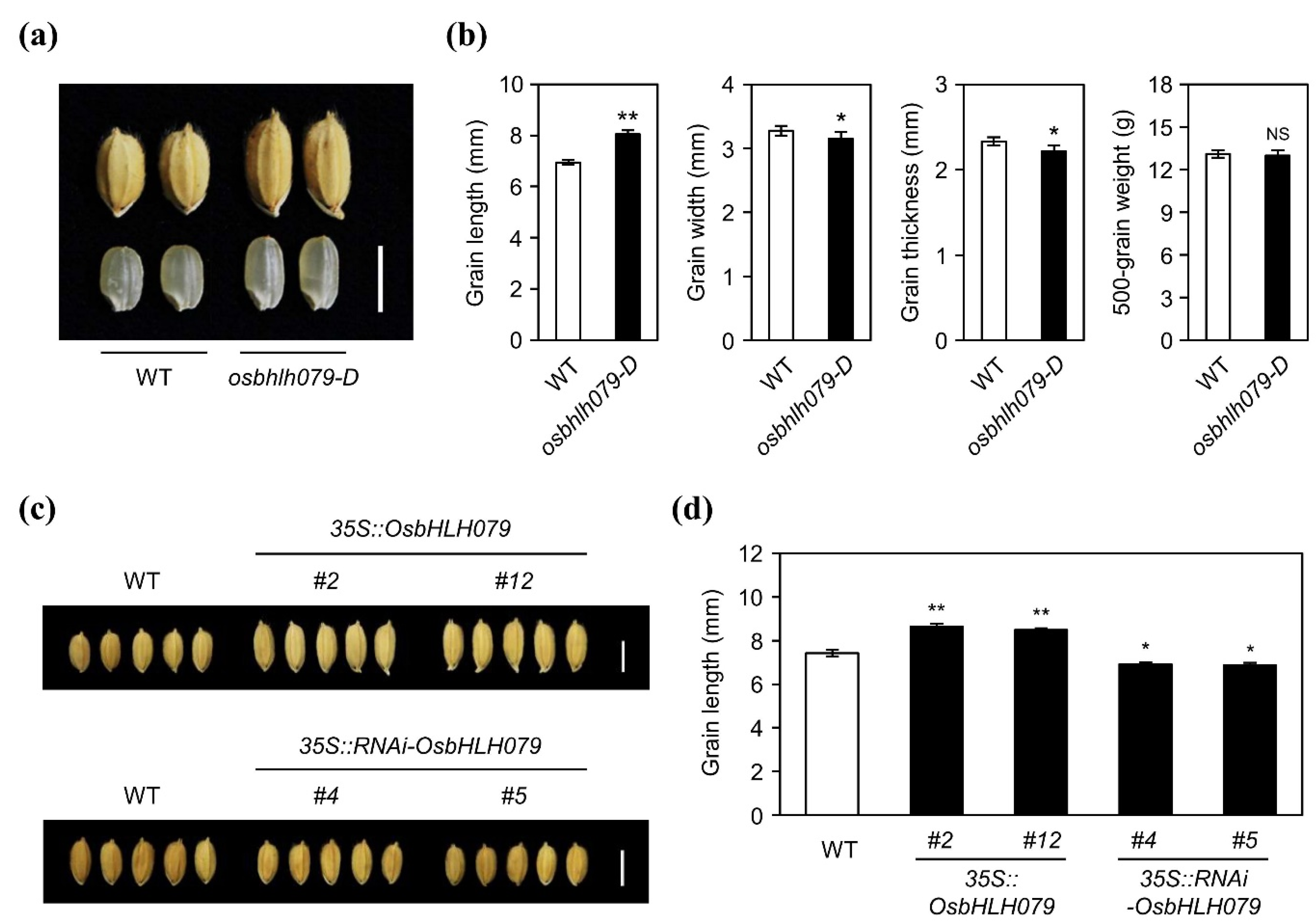 Ijms 21 02090 g003 Ijms 21 02090 g003