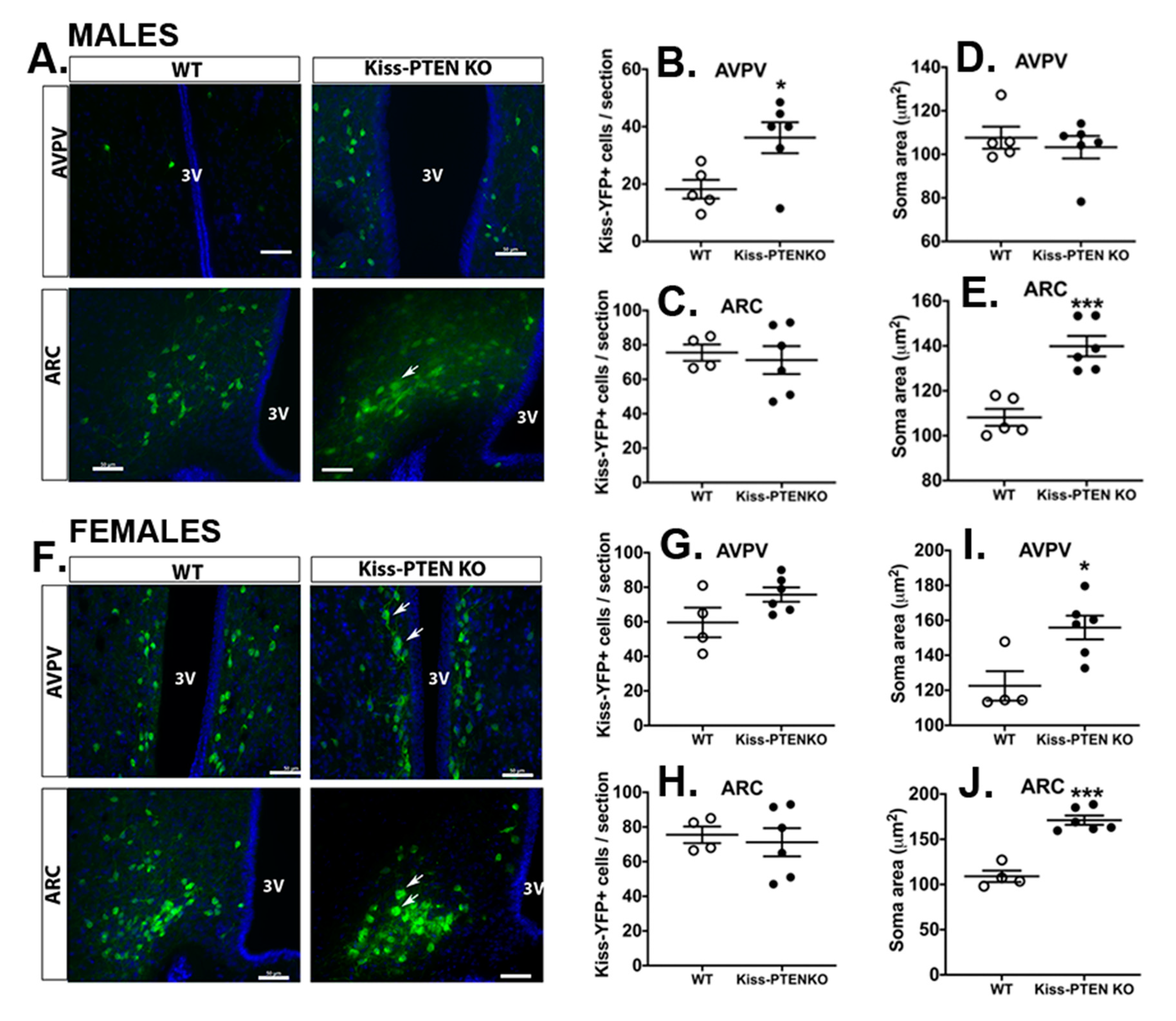 Ijms 21 02107 g005 Ijms 21 02107 g005