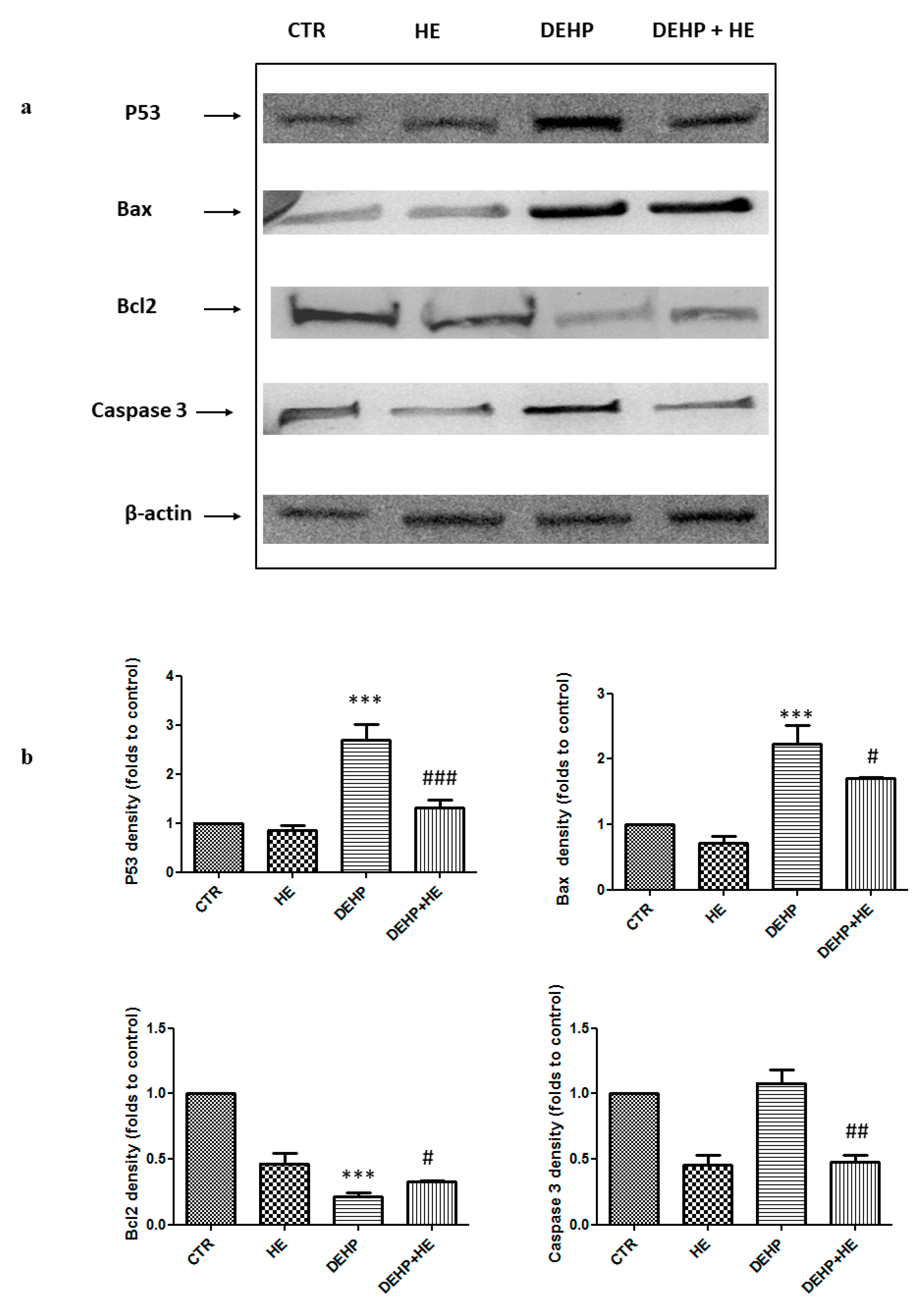 Ijms 21 02138 g007a Ijms 21 02138 g007a