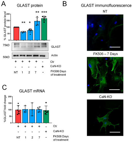 Transcriptional control of aspartate kinase expression during