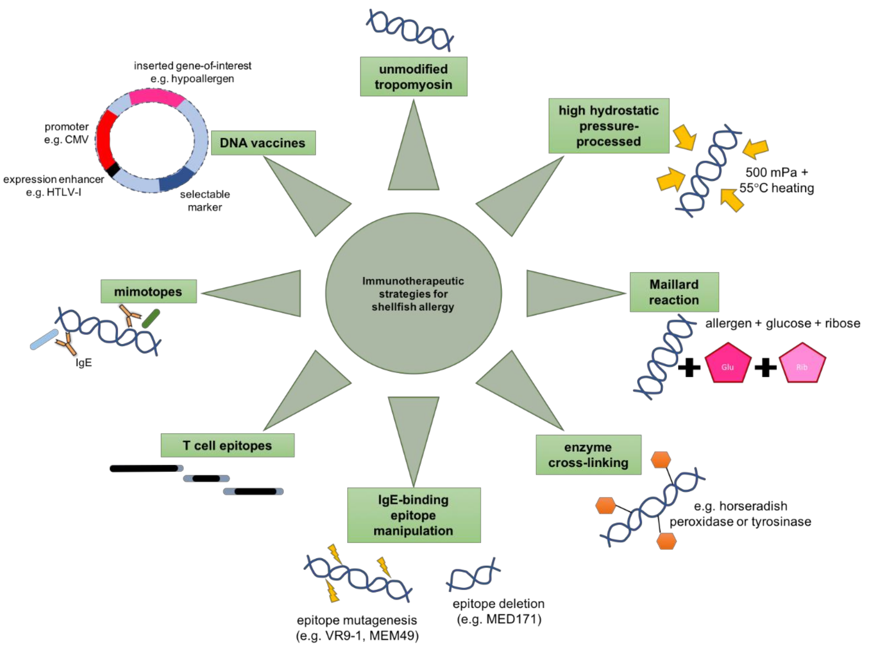 Ijms Free Full Text Overcoming Shellfish Allergy How Far Have We Come Html