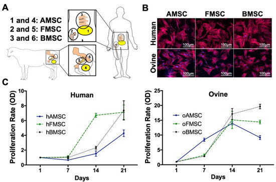 IJMS | Free Full-Text | Characterization and Comparison of Human