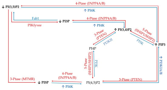 IJMS | Free Full-Text | Using Phosphatidylinositol Phosphorylation