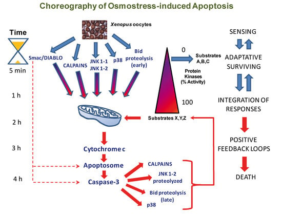 Ijms Free Full Text Understanding Mapk Signaling Pathways In Apoptosis Html