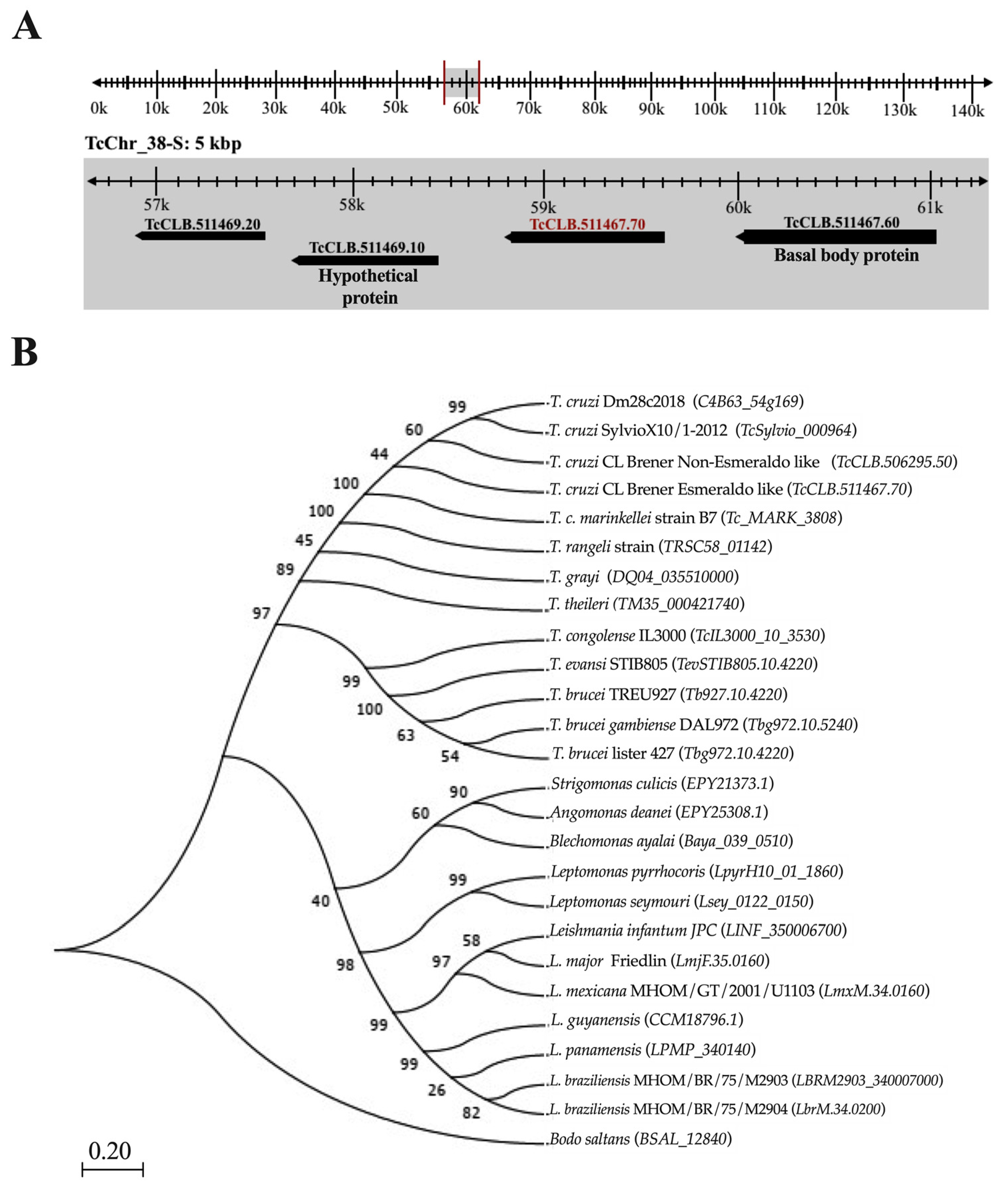 Ijms 21 02432 g001 Ijms 21 02432 g001