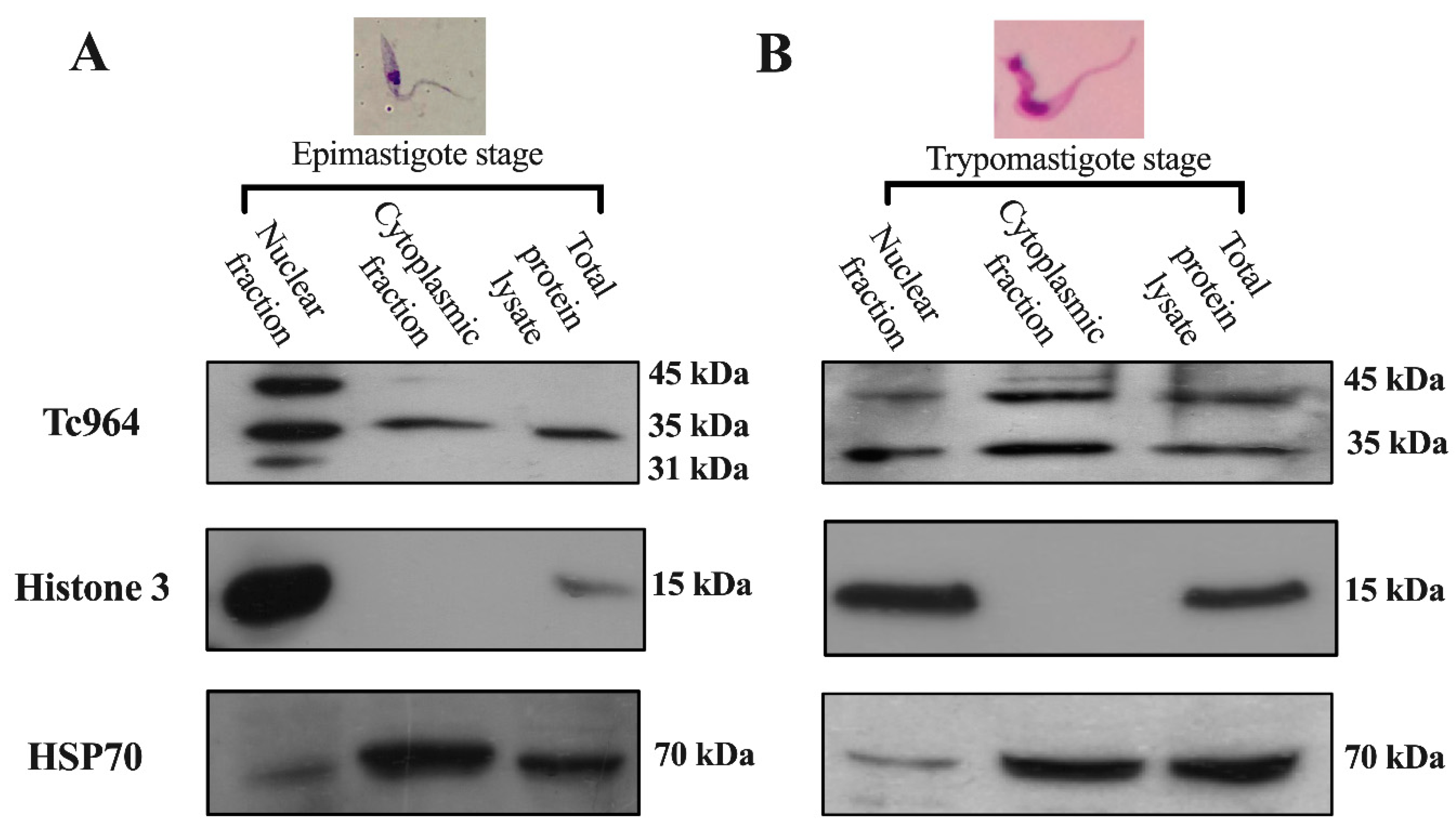 Ijms 21 02432 g003 Ijms 21 02432 g003