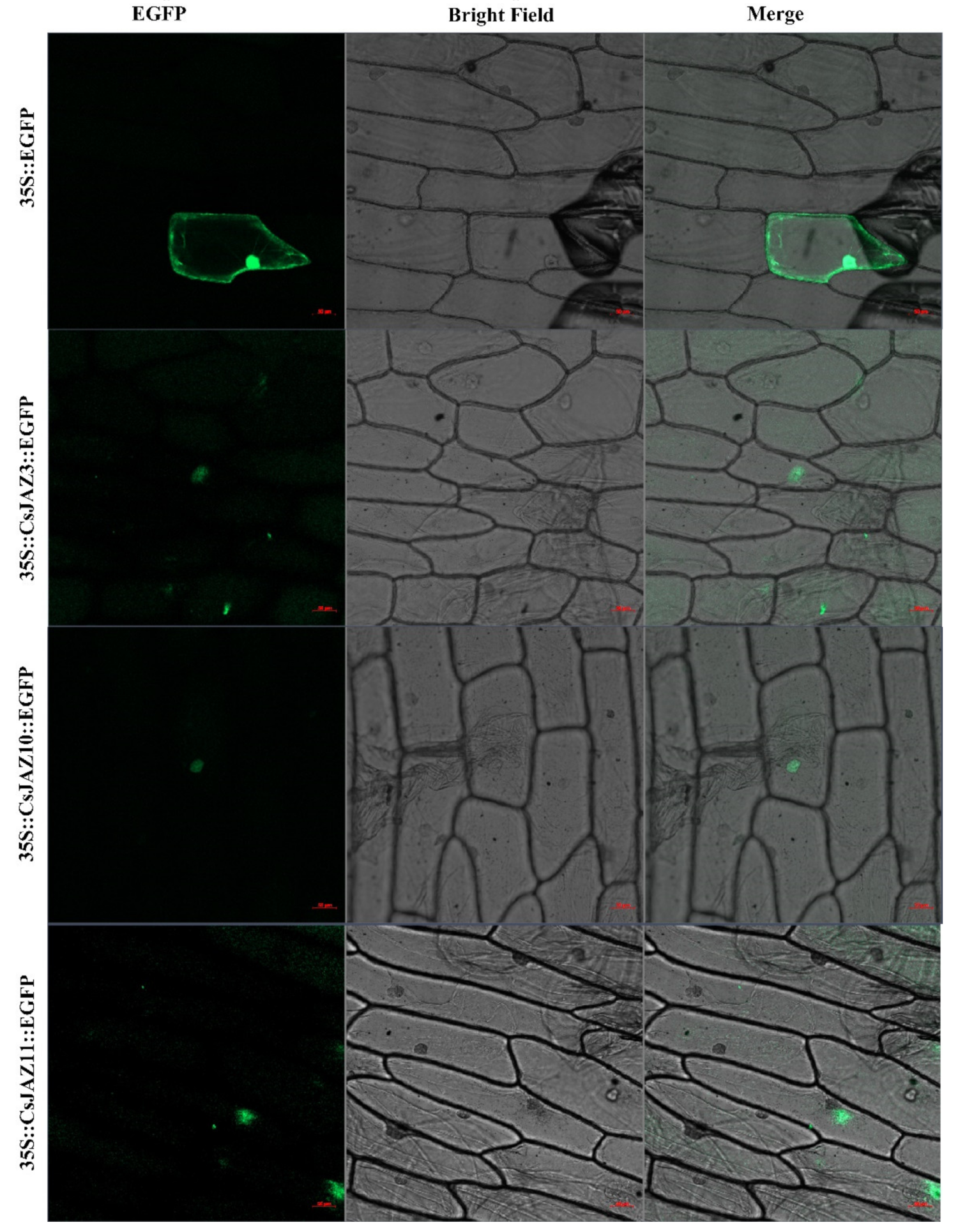 Ijms 21 02433 g006 Ijms 21 02433 g006