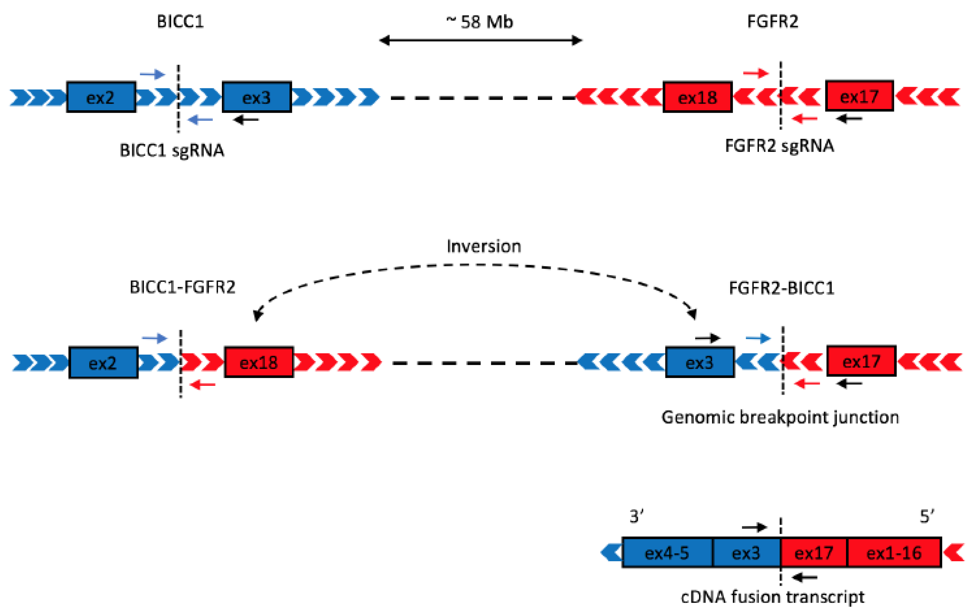 Ijms 21 02460 g001 Ijms 21 02460 g001