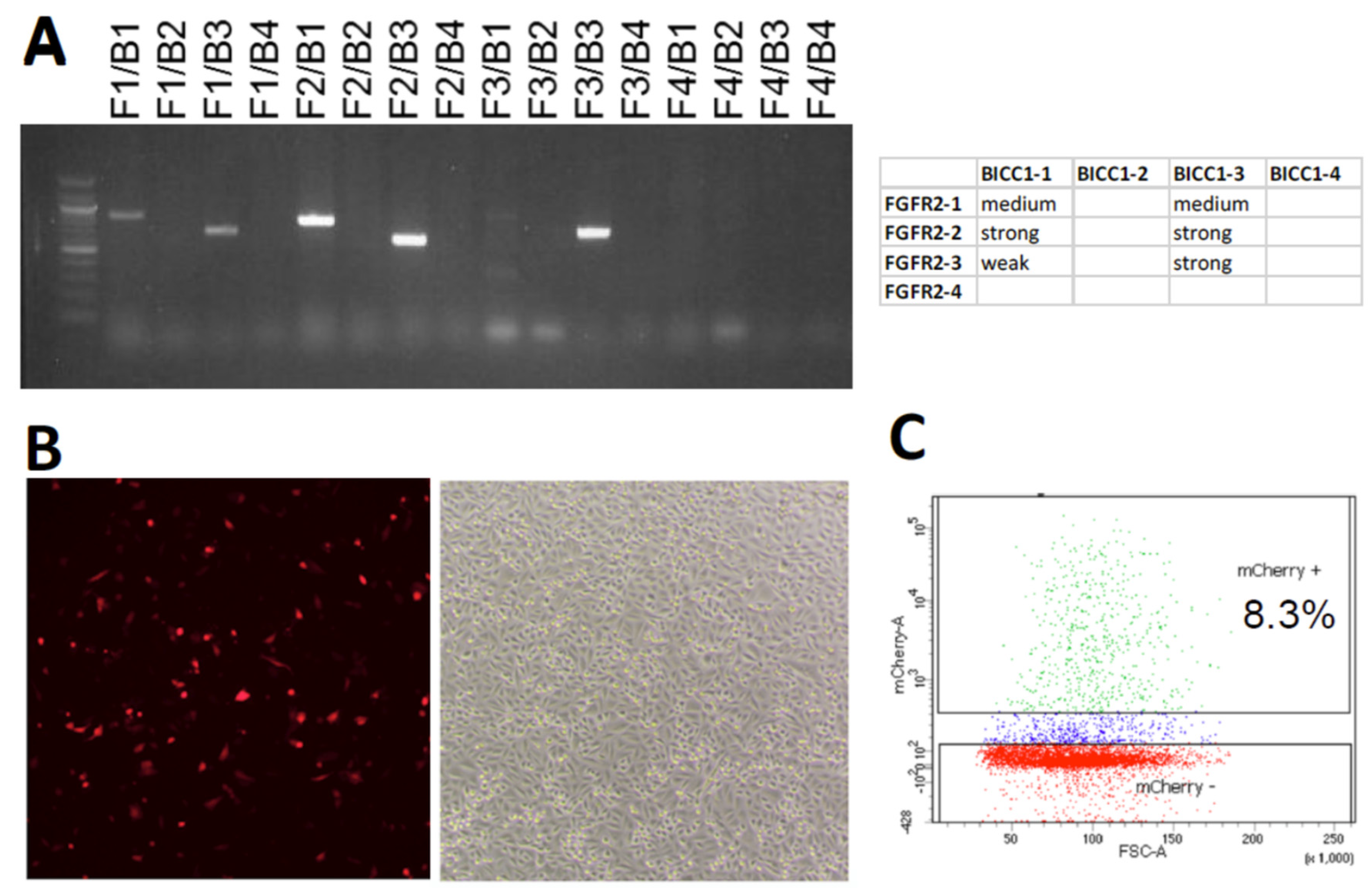 Ijms 21 02460 g002 Ijms 21 02460 g002