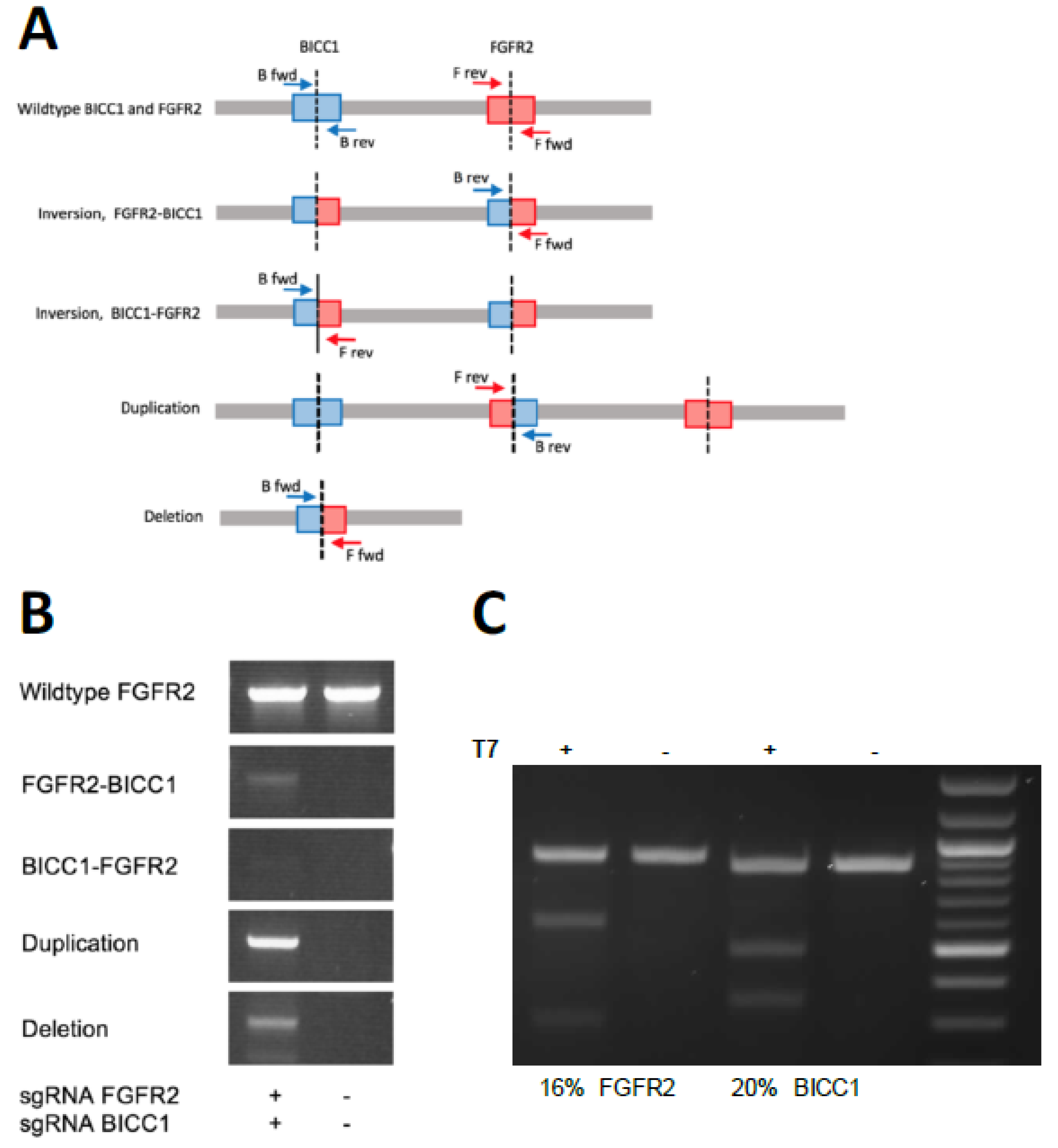 Ijms 21 02460 g003 Ijms 21 02460 g003