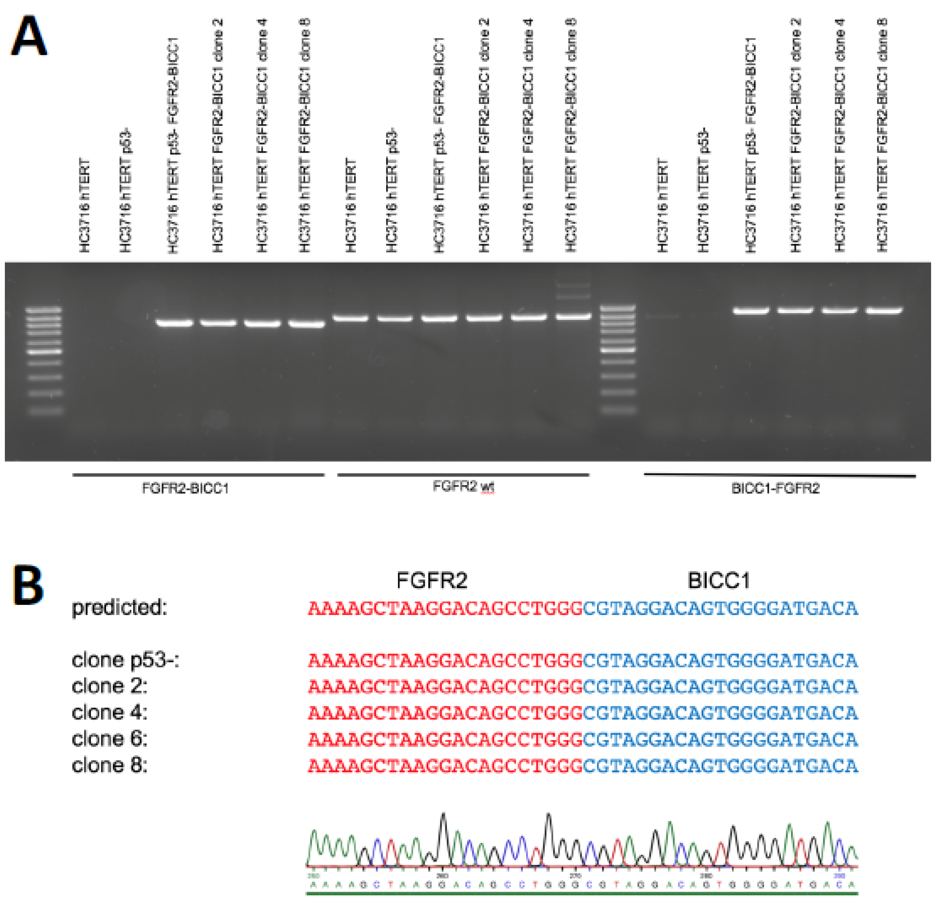 Ijms 21 02460 g004 Ijms 21 02460 g004