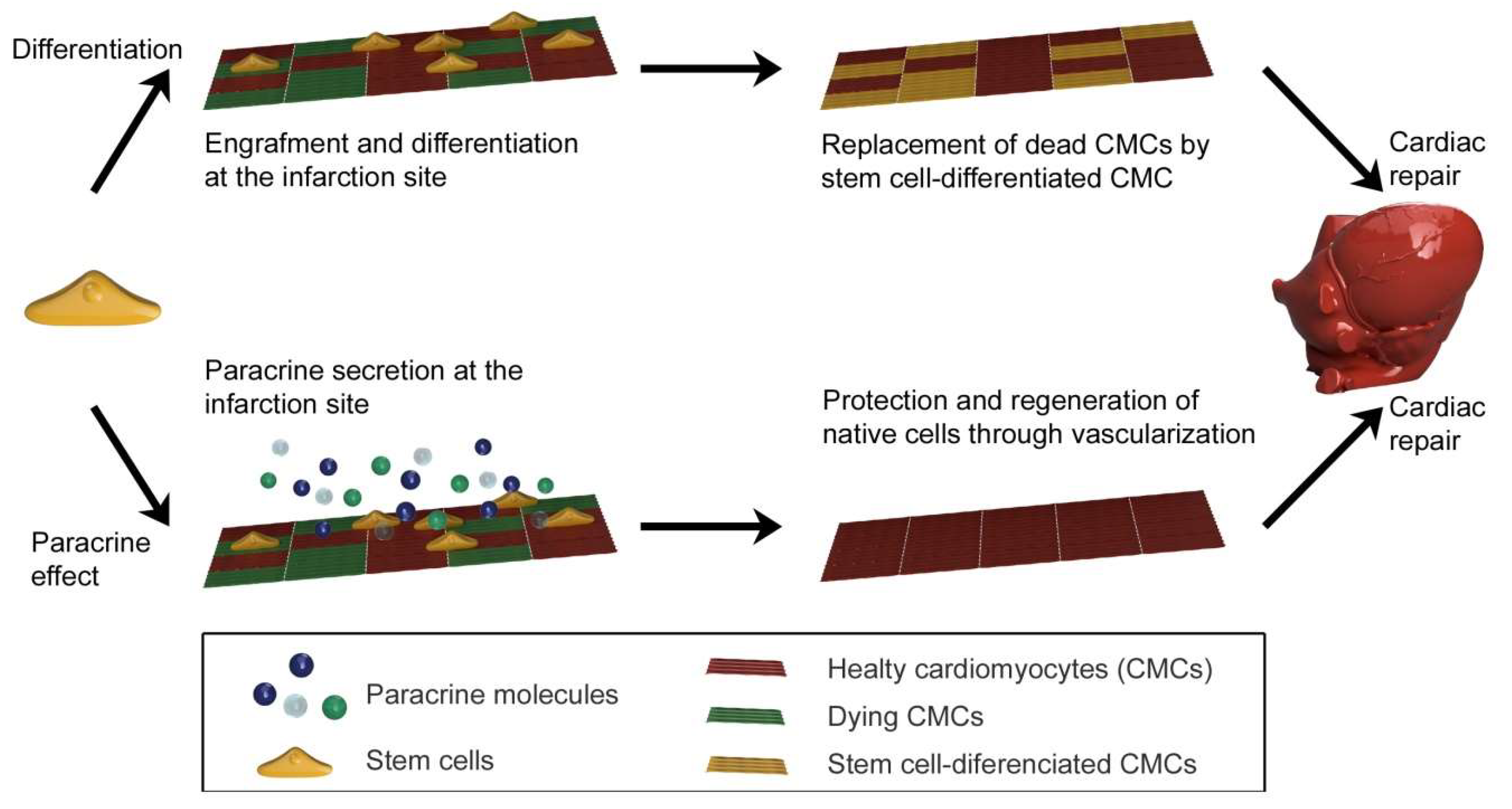 Ijms 21 02521 g007 Ijms 21 02521 g007