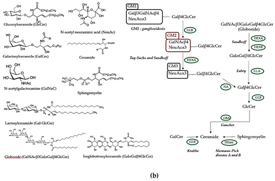 Morphology of Niemann-Pick type C metabolic storage disorder