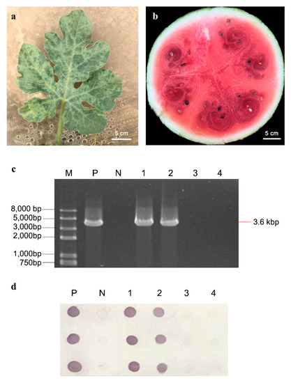 IJMS | Free Full-Text | iTRAQ-Based Proteomic Analysis of Watermelon Fruits  in Response to Cucumber green mottle mosaic virus Infection