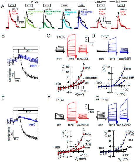 IJMS | Free Full-Text | Pharmacological Inhibition And Activation Of ...