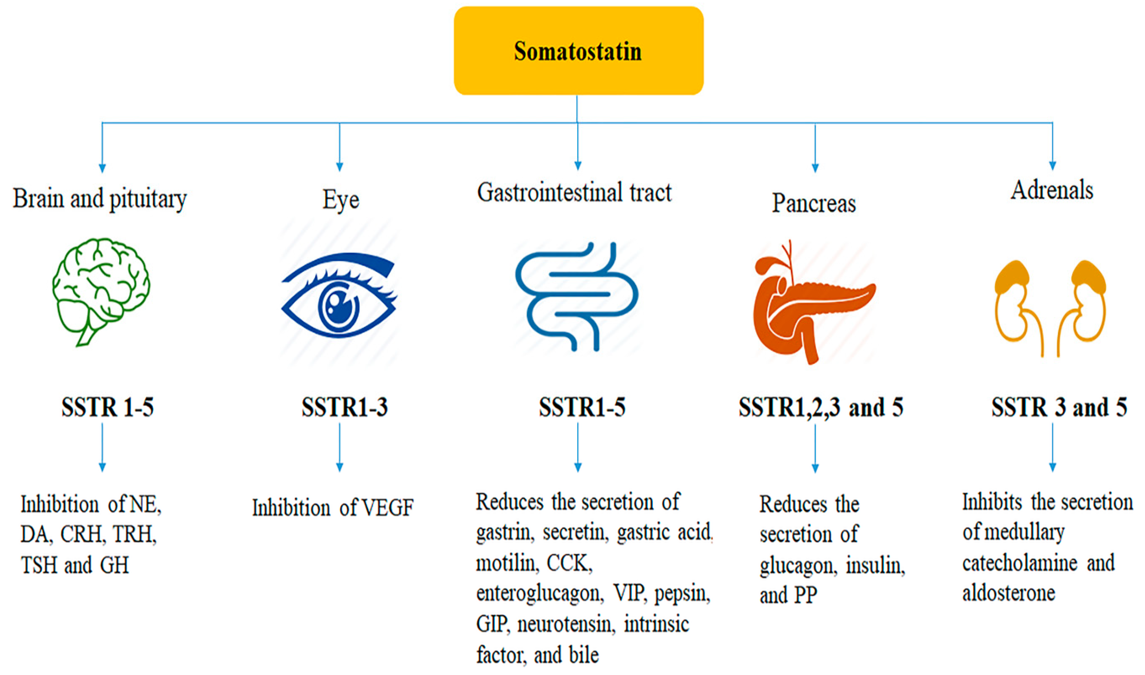 IJMS | Free Full-Text | Role of Somatostatin in the Regulation of ...