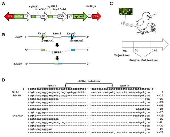 IJMS | Free Full-Text | Effective MSTN Gene Knockout by AdV