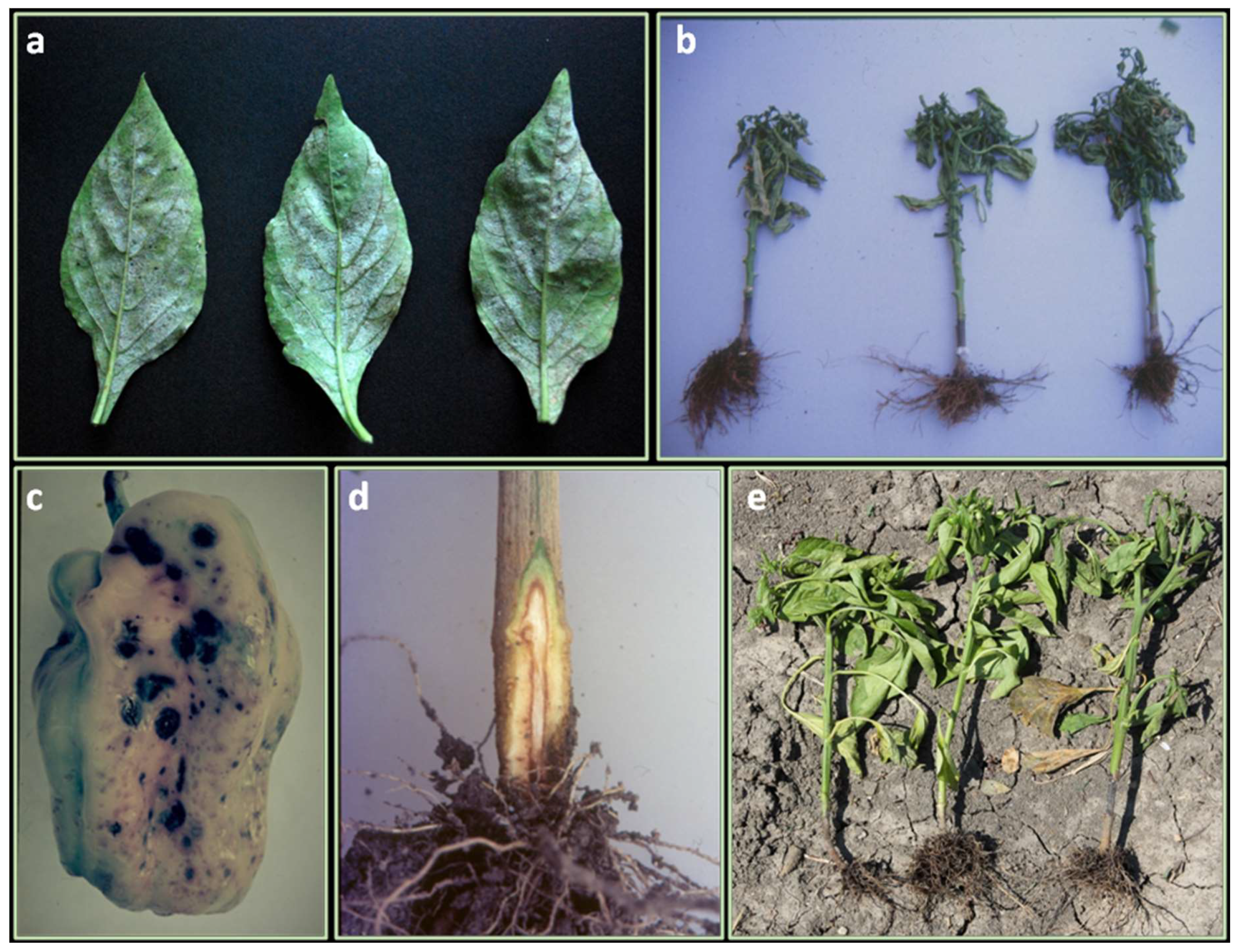 IJMS | Free Full-Text | Overview of Biotic Stresses in Pepper (Capsicum  spp.): Sources of Genetic Resistance, Molecular Breeding and Genomics | HTML