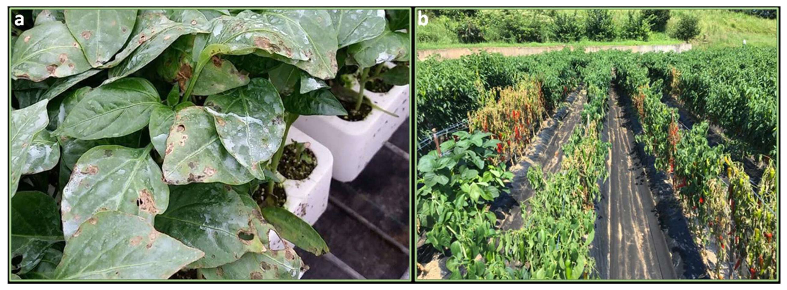 seed treatment pepper bacterial blight