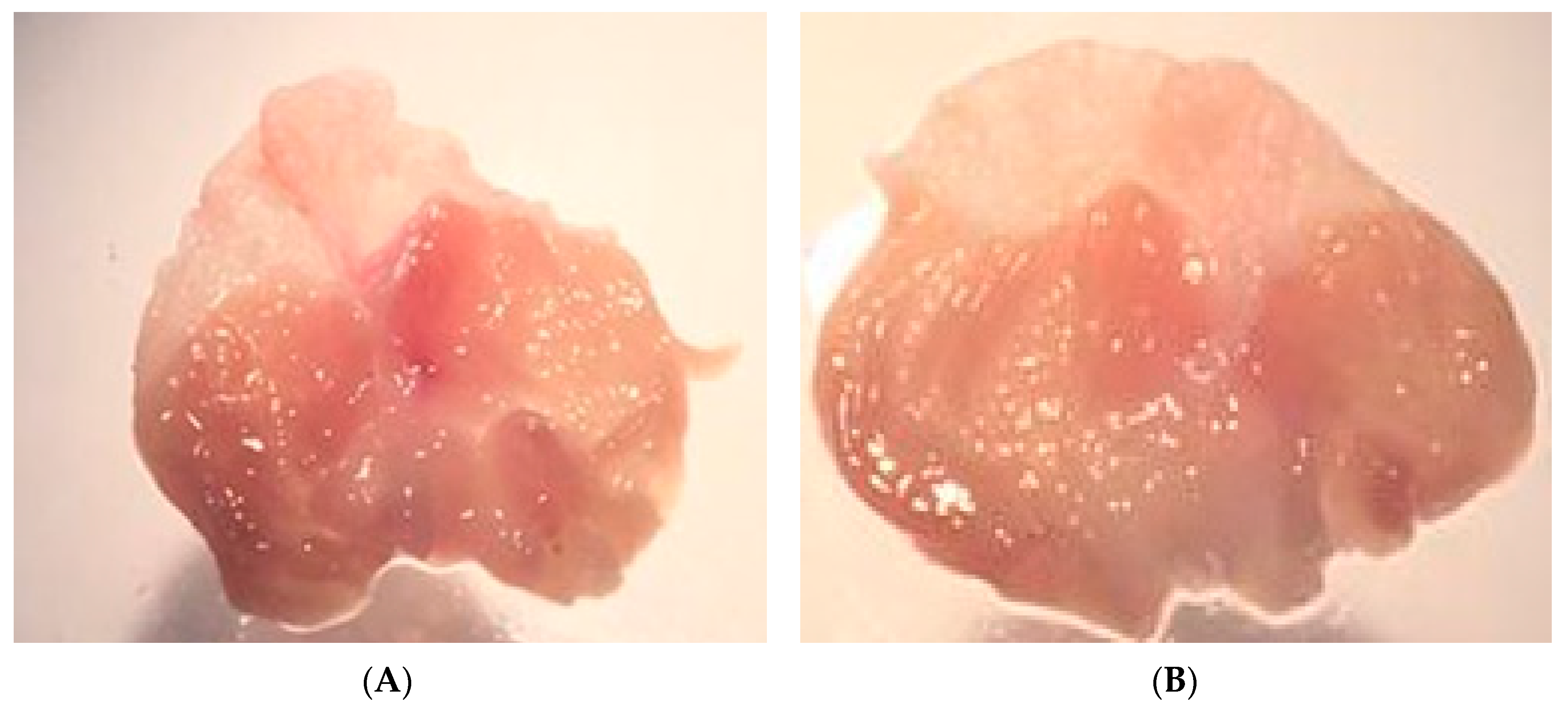 Ijms 21 02591 g008 Ijms 21 02591 g008