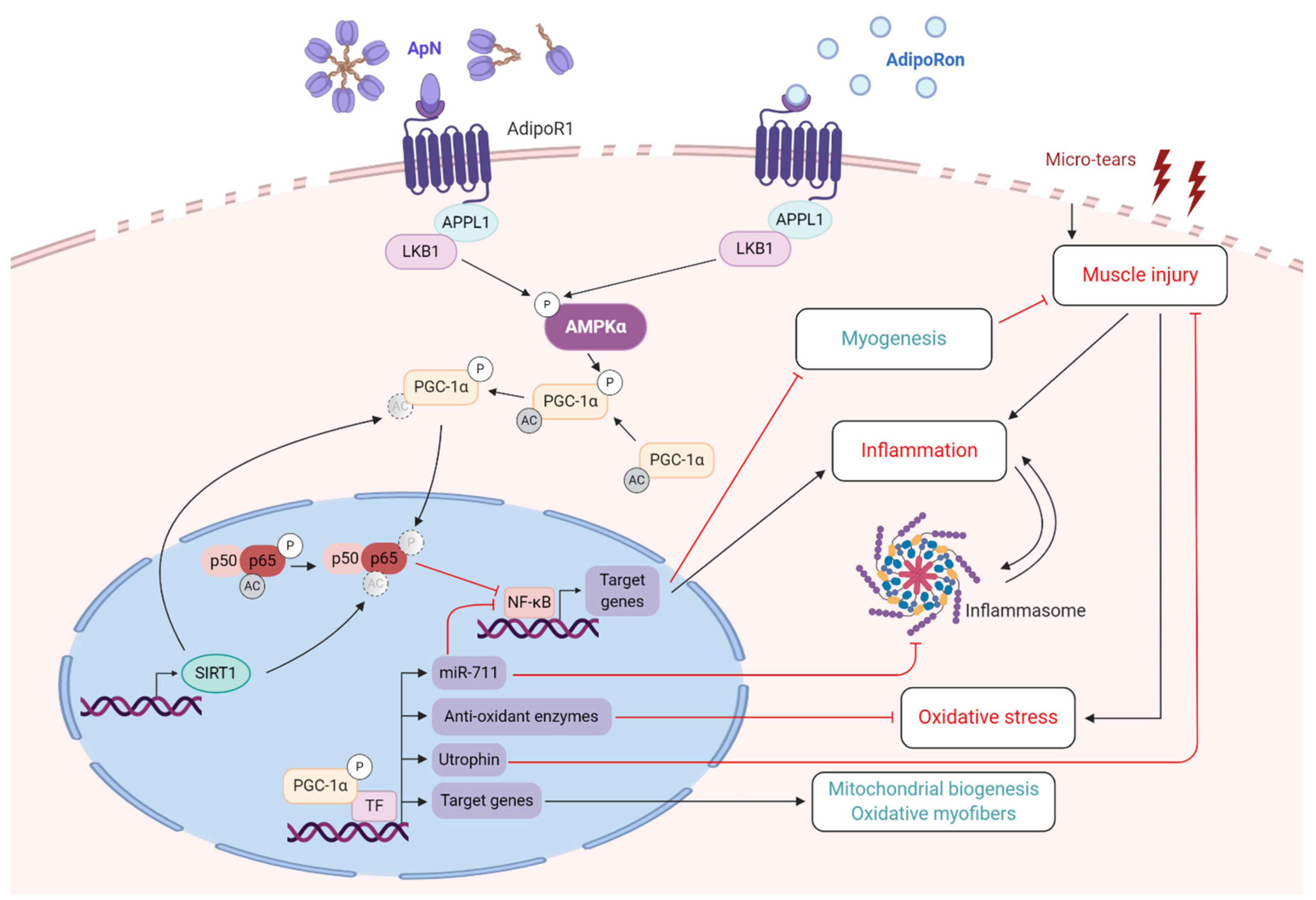 Ijms 21 02620 g004 Ijms 21 02620 g004