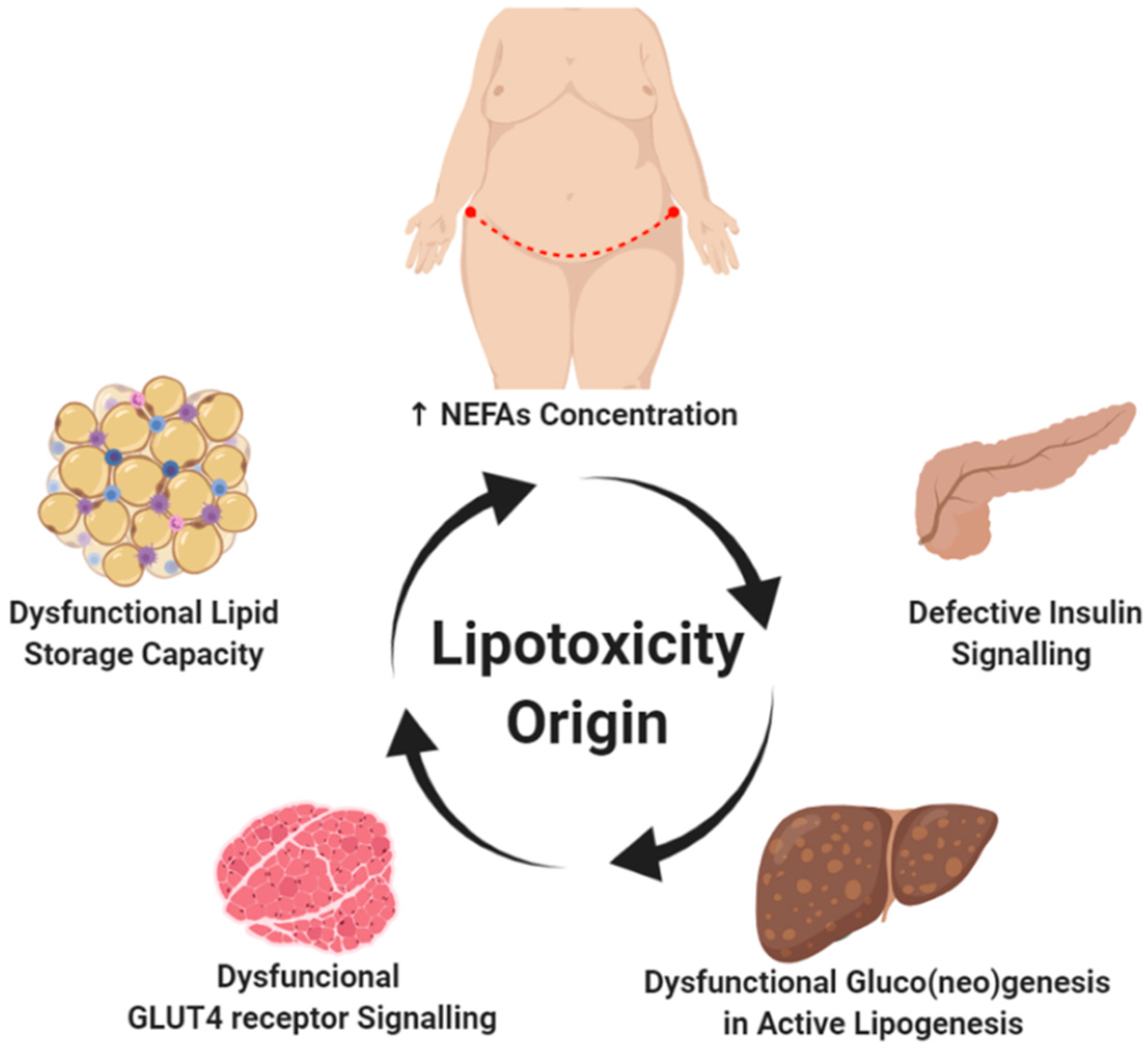 IJMS | Free Full-Text | Lipotoxicity and Diabetic Nephropathy: Novel  Mechanistic Insights and Therapeutic Opportunities