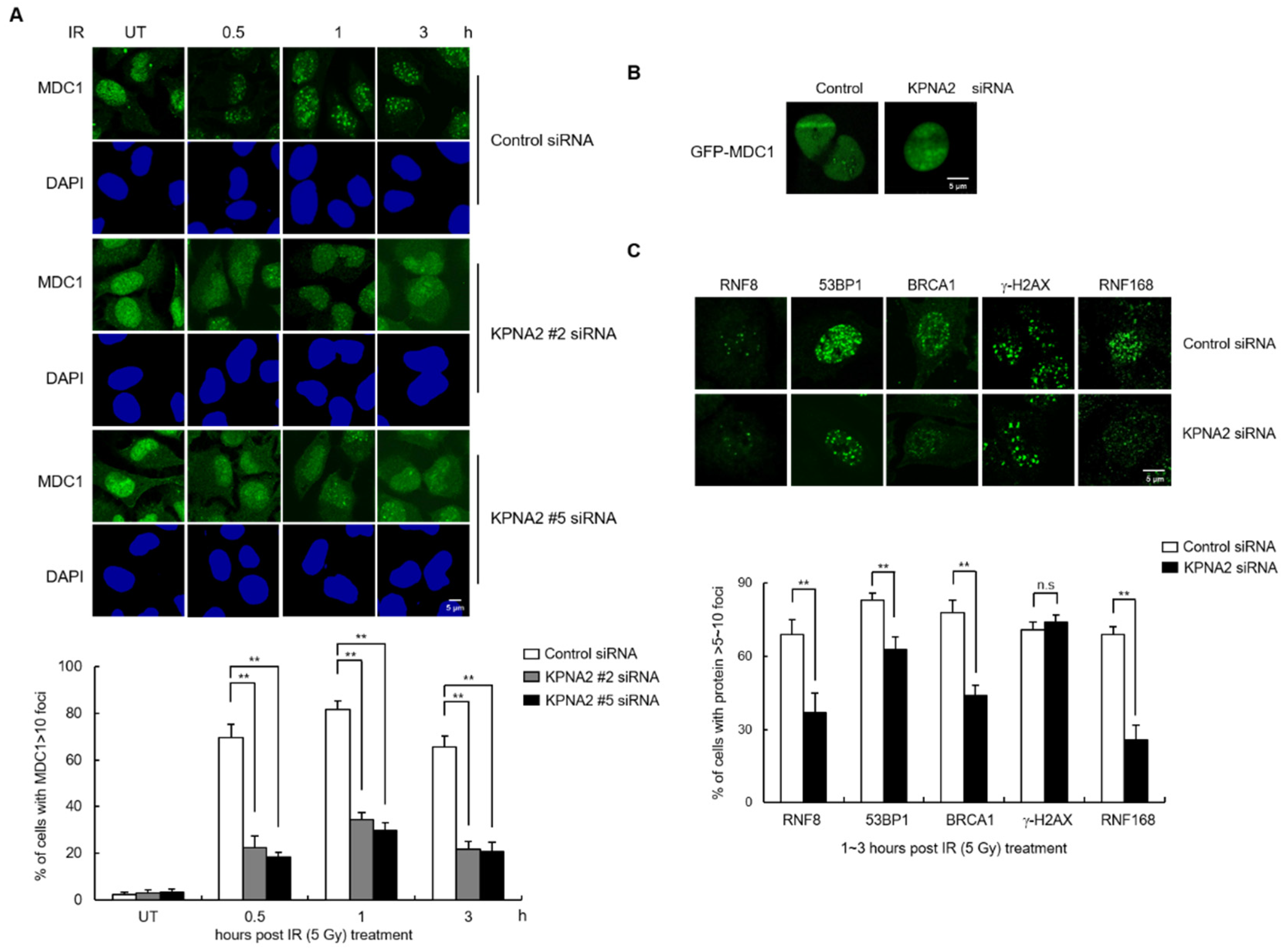 Ijms 21 02650 g004 Ijms 21 02650 g004