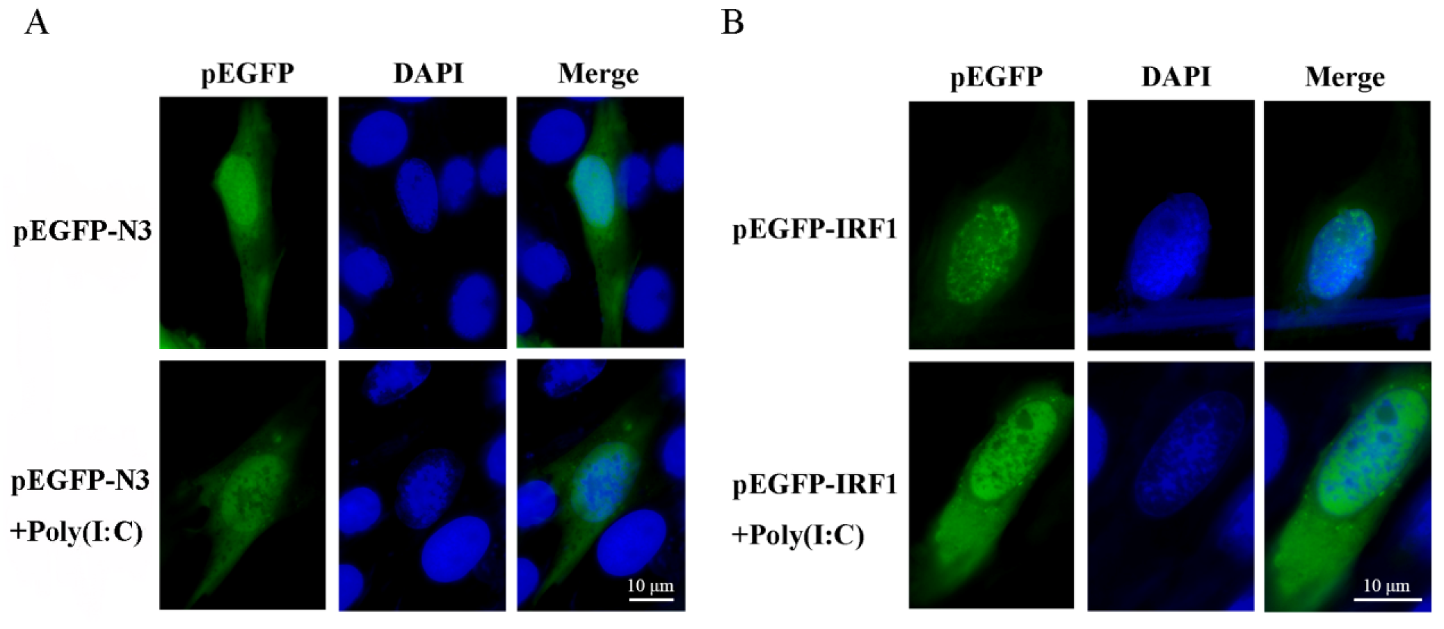 Ijms 21 02652 g004 Ijms 21 02652 g004