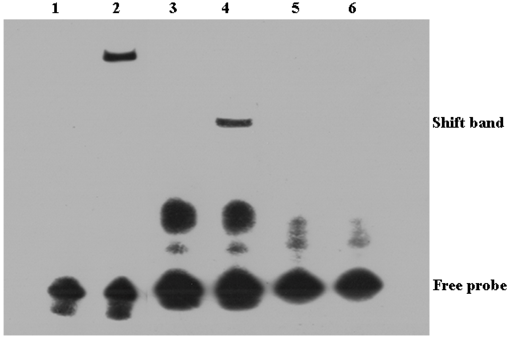 Ijms 21 02652 g010 Ijms 21 02652 g010