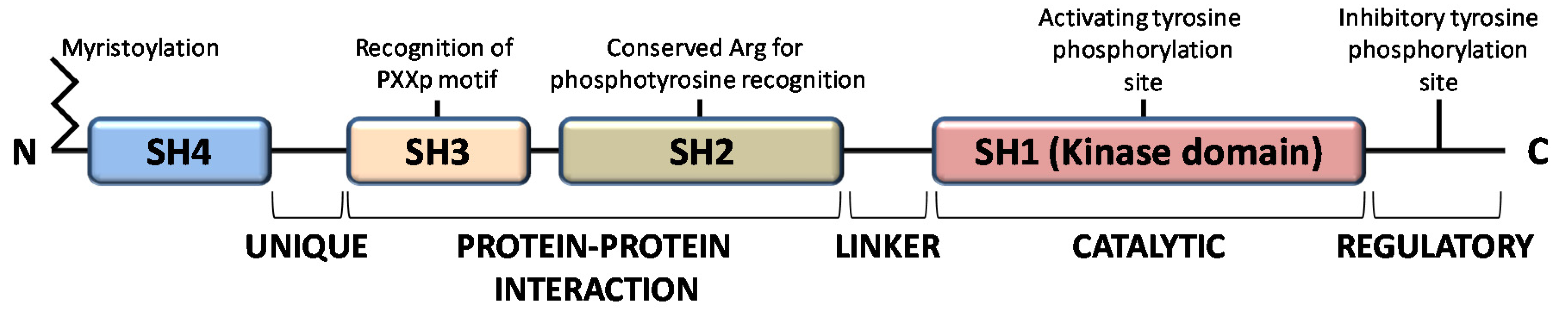 ijms-free-full-text-nuclear-functions-of-the-tyrosine-kinase-src