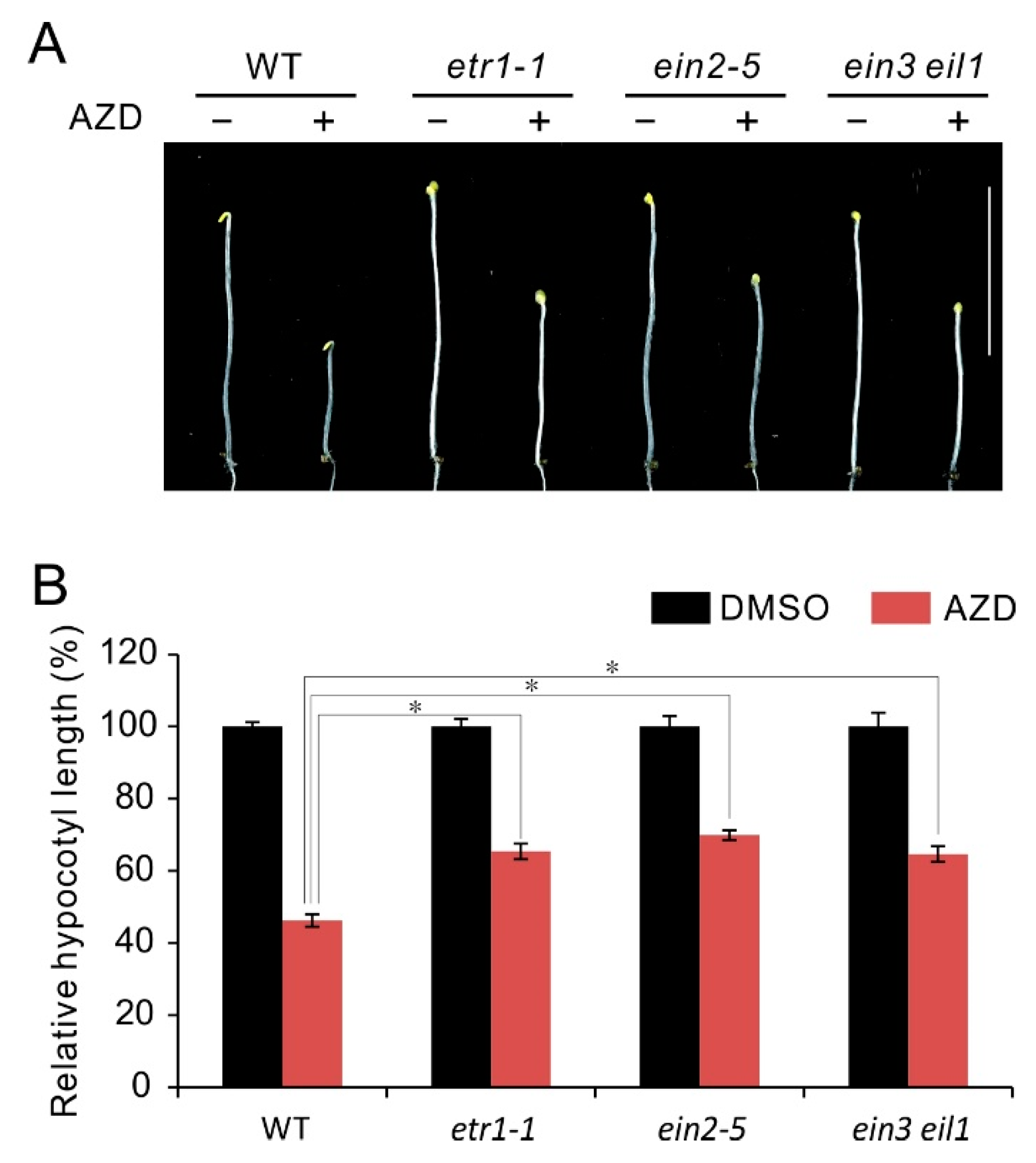 Ijms 21 02680 g002 Ijms 21 02680 g002