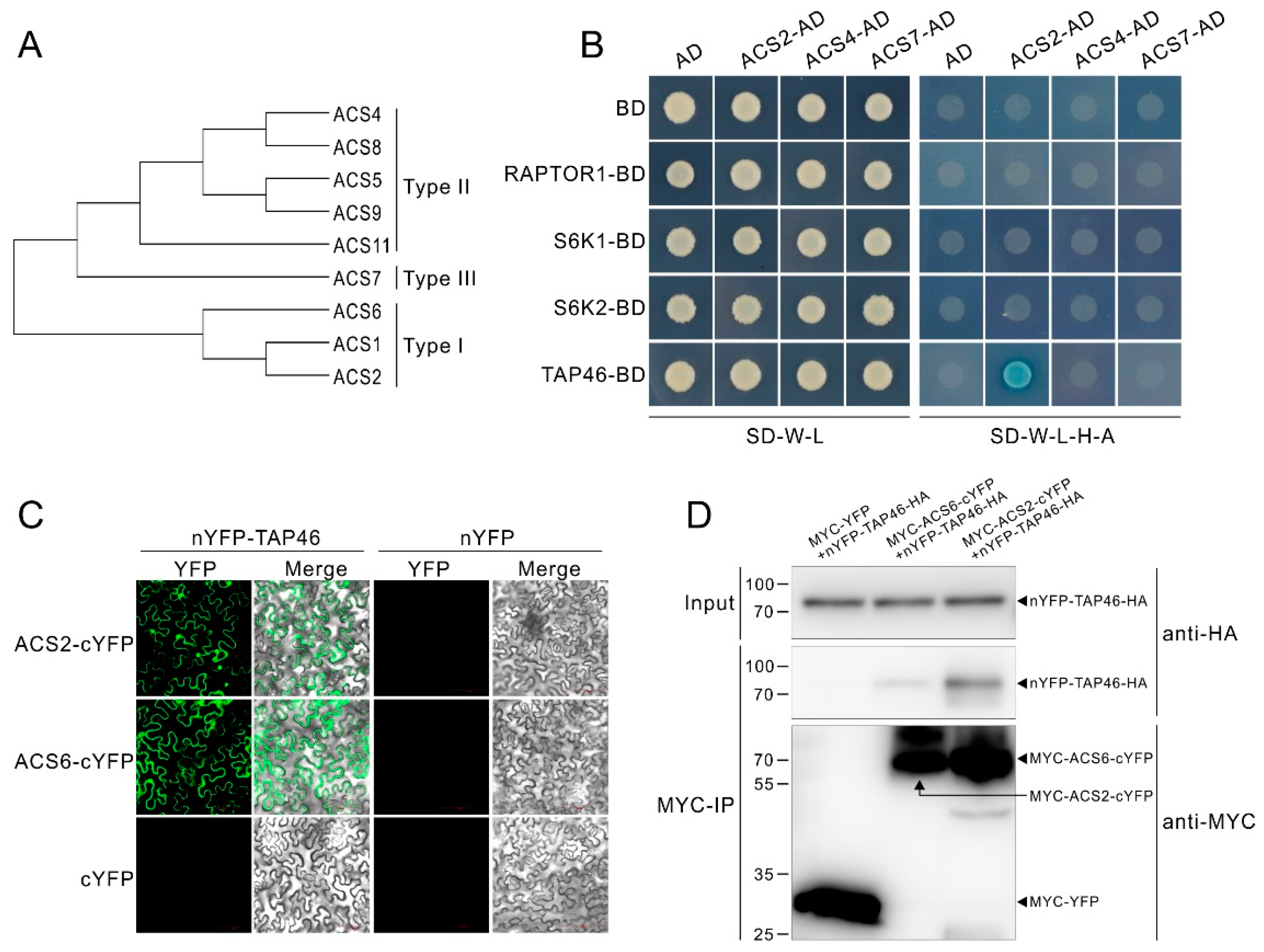 Ijms 21 02680 g005 Ijms 21 02680 g005