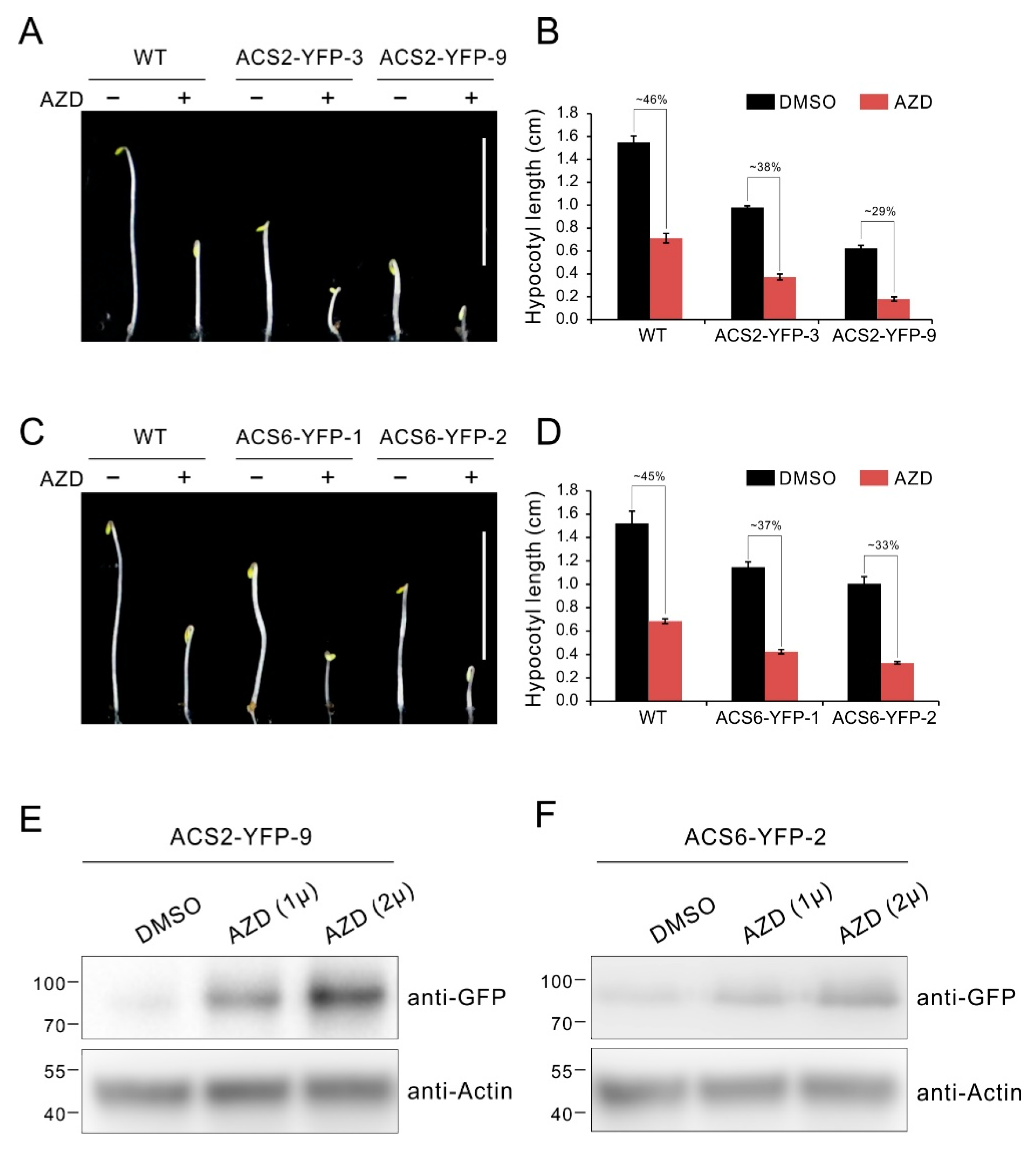 Ijms 21 02680 g006 Ijms 21 02680 g006