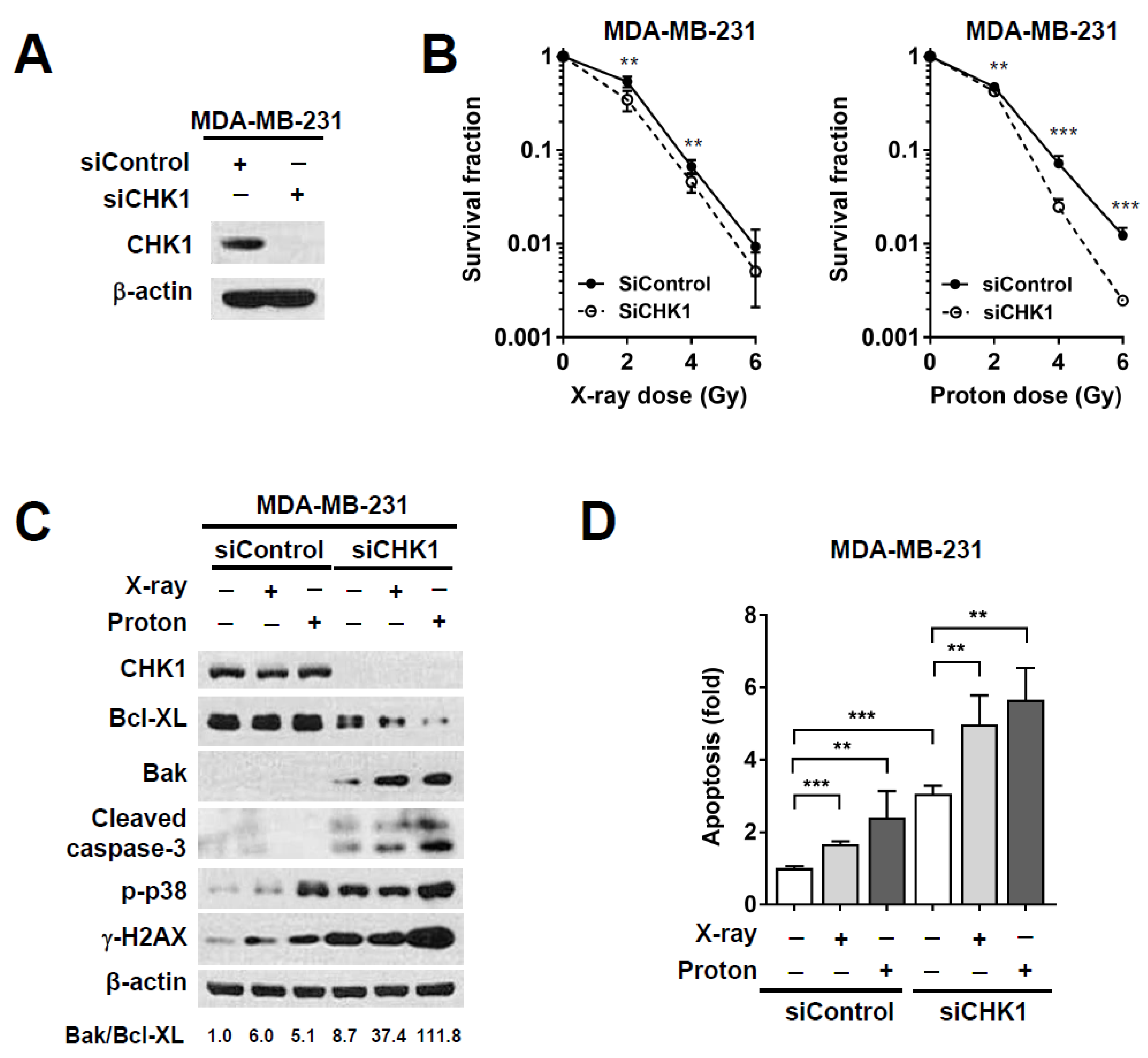 Ijms 21 02691 g004 Ijms 21 02691 g004