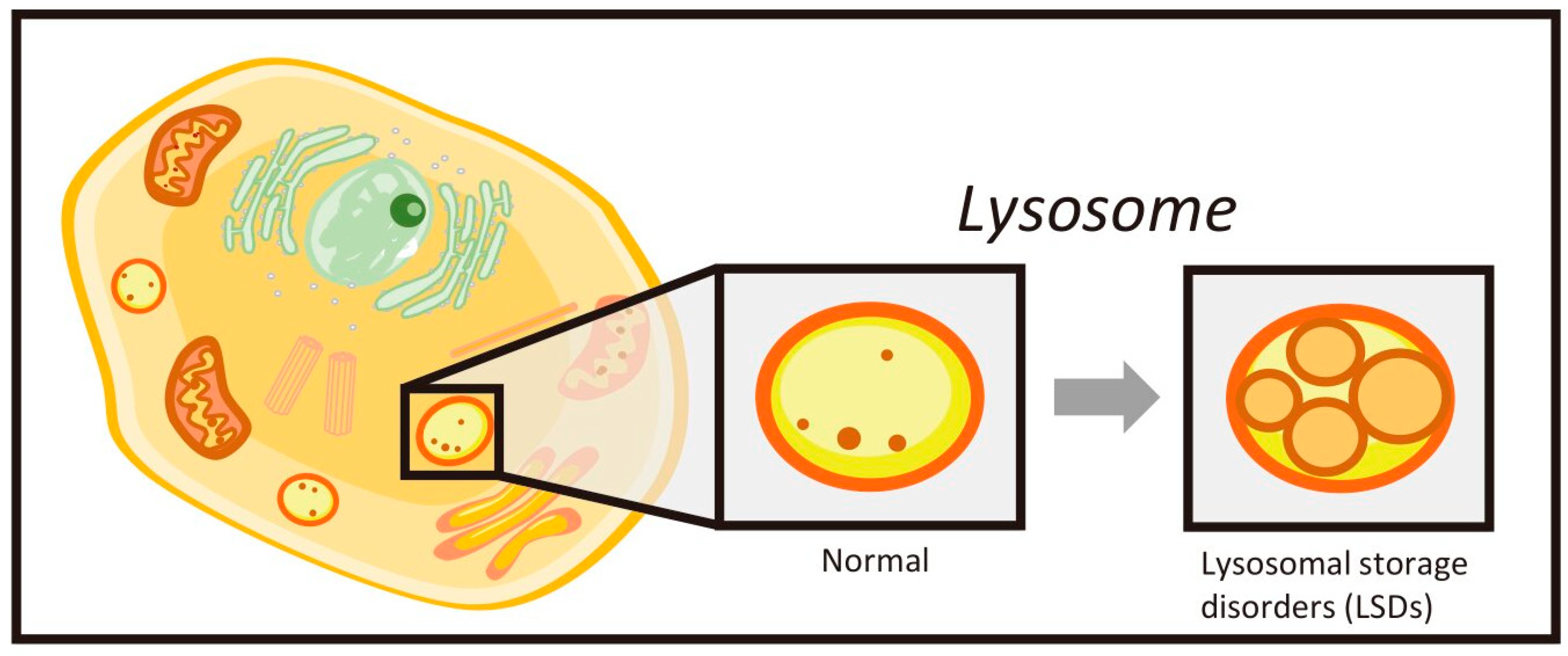 Morphology of Niemann-Pick type C metabolic storage disorder