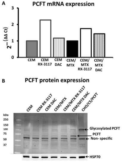 Ijms Free Full Text Rx 3117 Fluorocyclopentenyl Cytosine Mediated Down Regulation Of Dna Methyltransferase 1 Leads To Protein Expression Of Tumor Suppressor Genes And Increased Functionality Of The Proton Coupled Folate Carrier Html