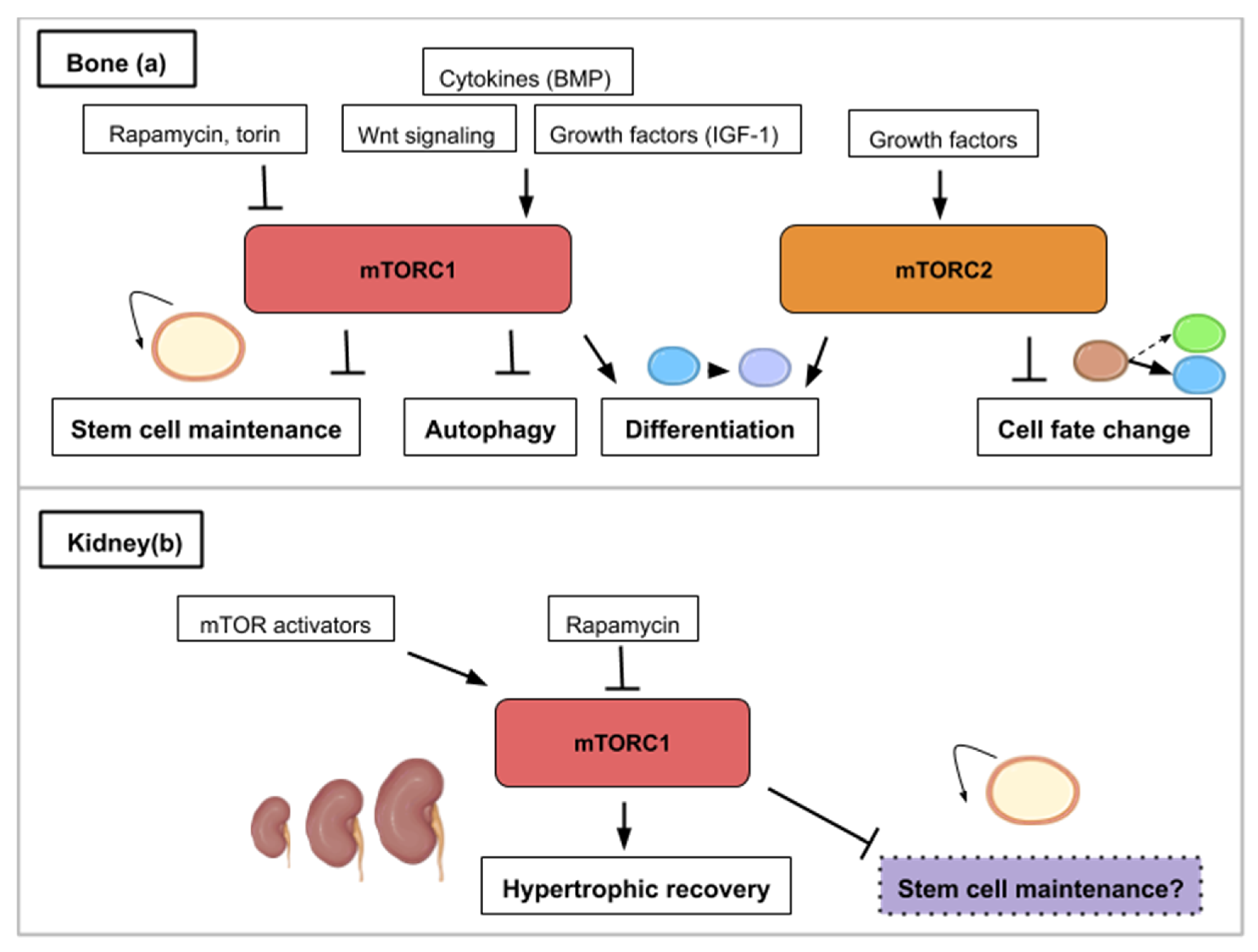 Ijms Free Full Text Mtor Signaling At The Crossroad Between