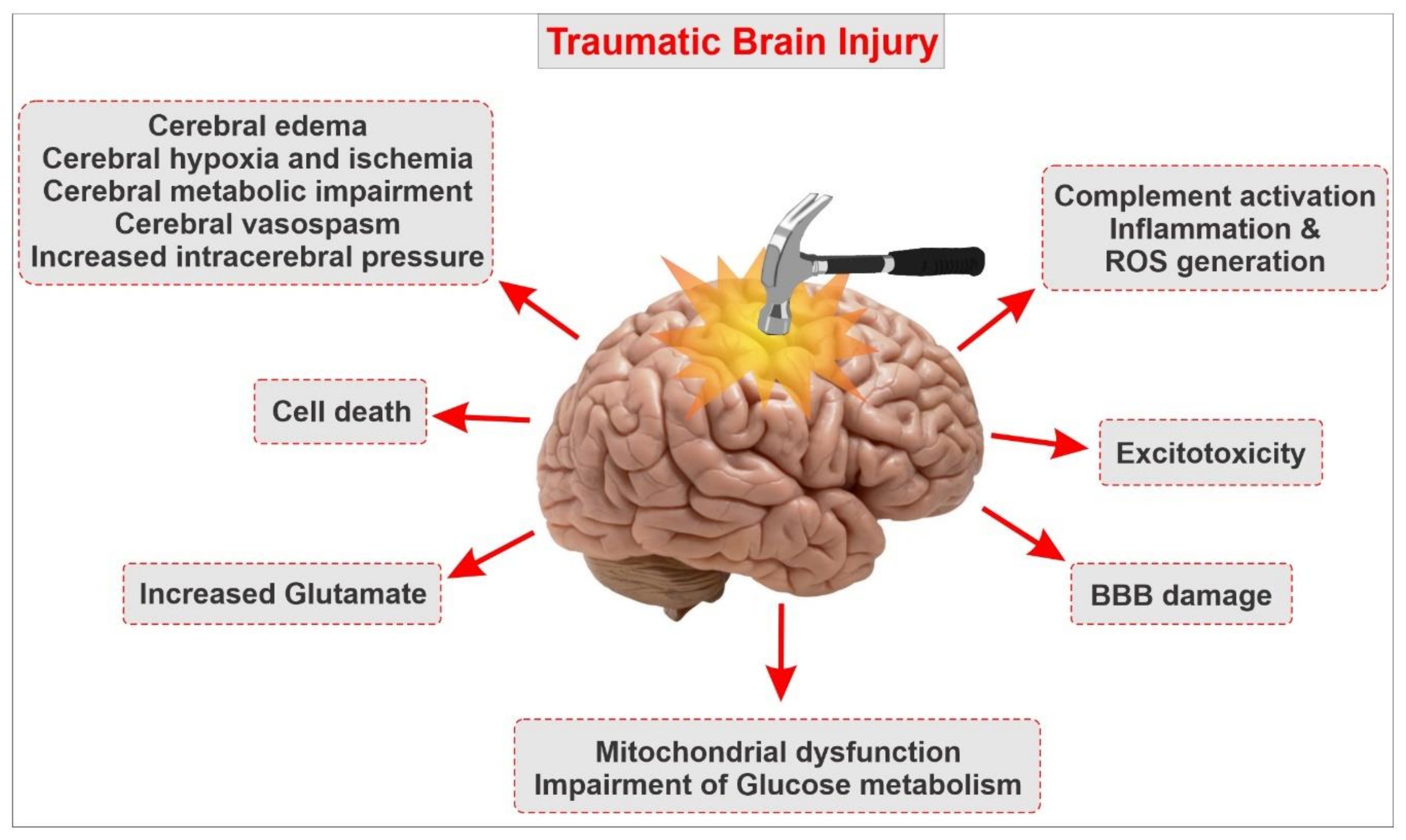 IJMS | Free Full-Text | Traumatic Brain Injury and Blood–Brain Barrier  (BBB): Underlying Pathophysiological Mechanisms and the Influence of  Cigarette Smoking as a Premorbid Condition