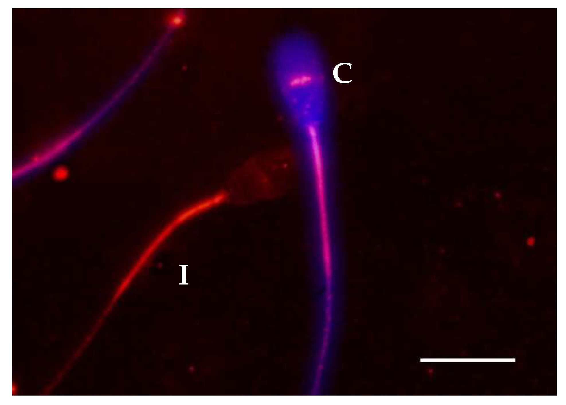 Ijms 21 02725 g004 Ijms 21 02725 g004