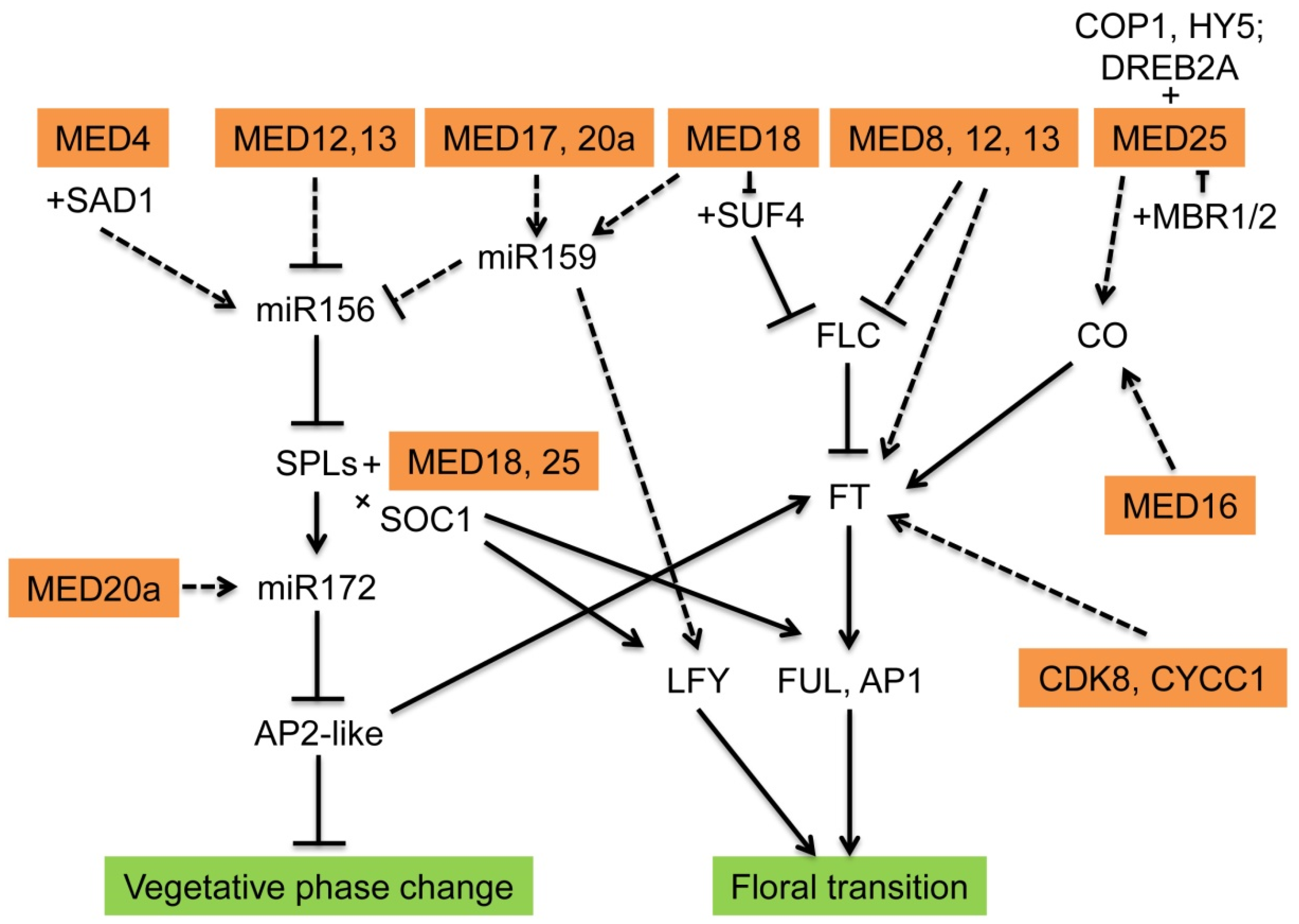 IJMS | Free Full-Text | The Important Function Of Mediator Complex In ...