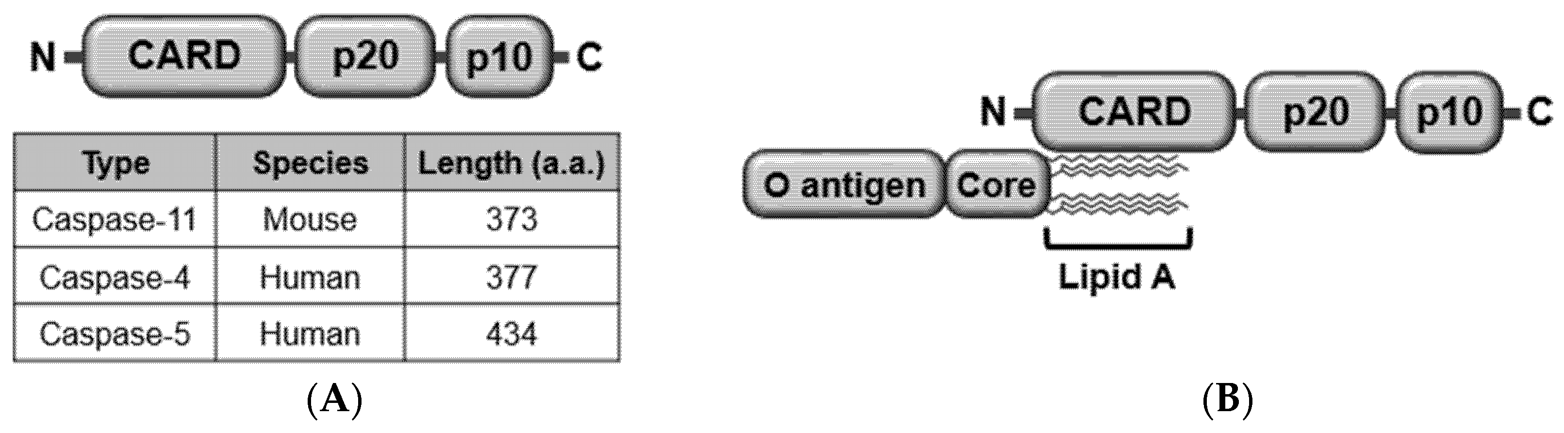 Ijms 21 02736 g001a Ijms 21 02736 g001a