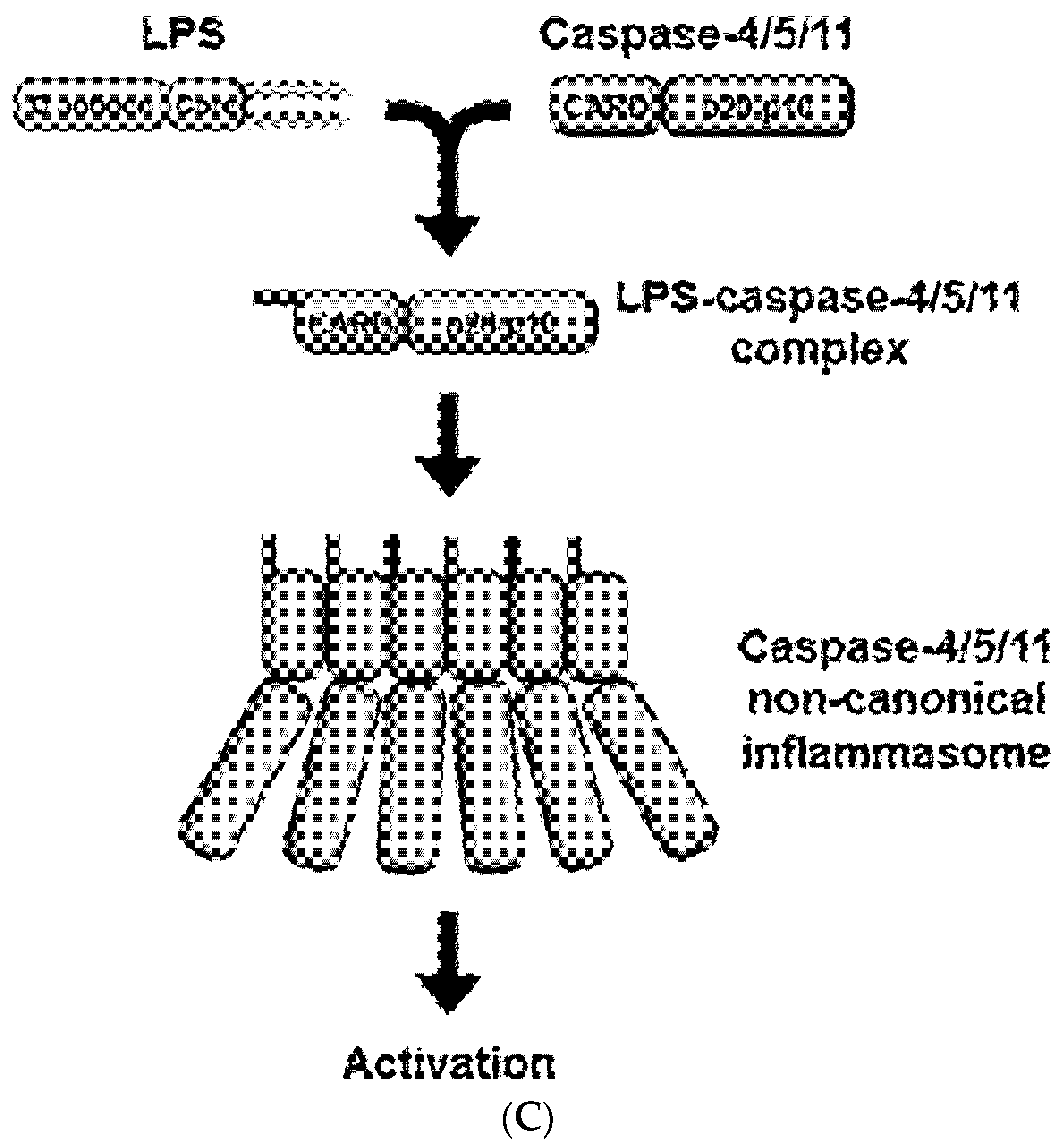 Ijms 21 02736 g001b Ijms 21 02736 g001b