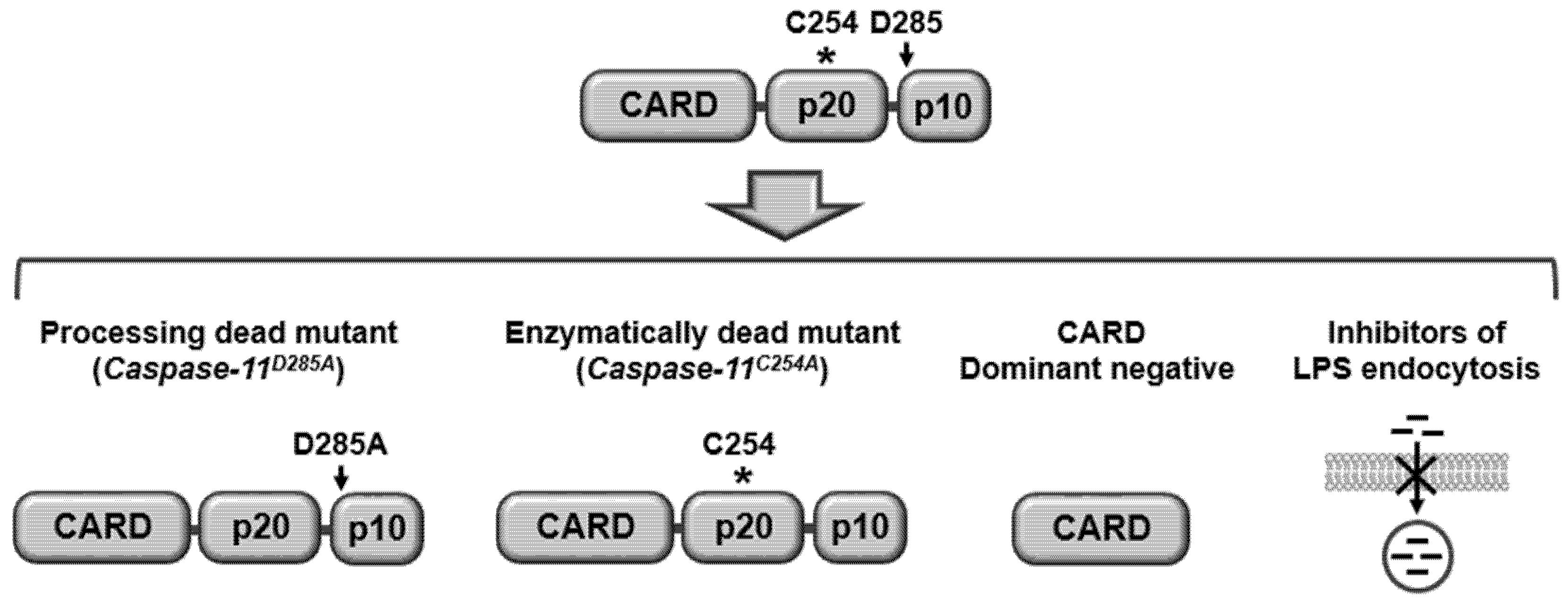 Ijms 21 02736 g003 Ijms 21 02736 g003