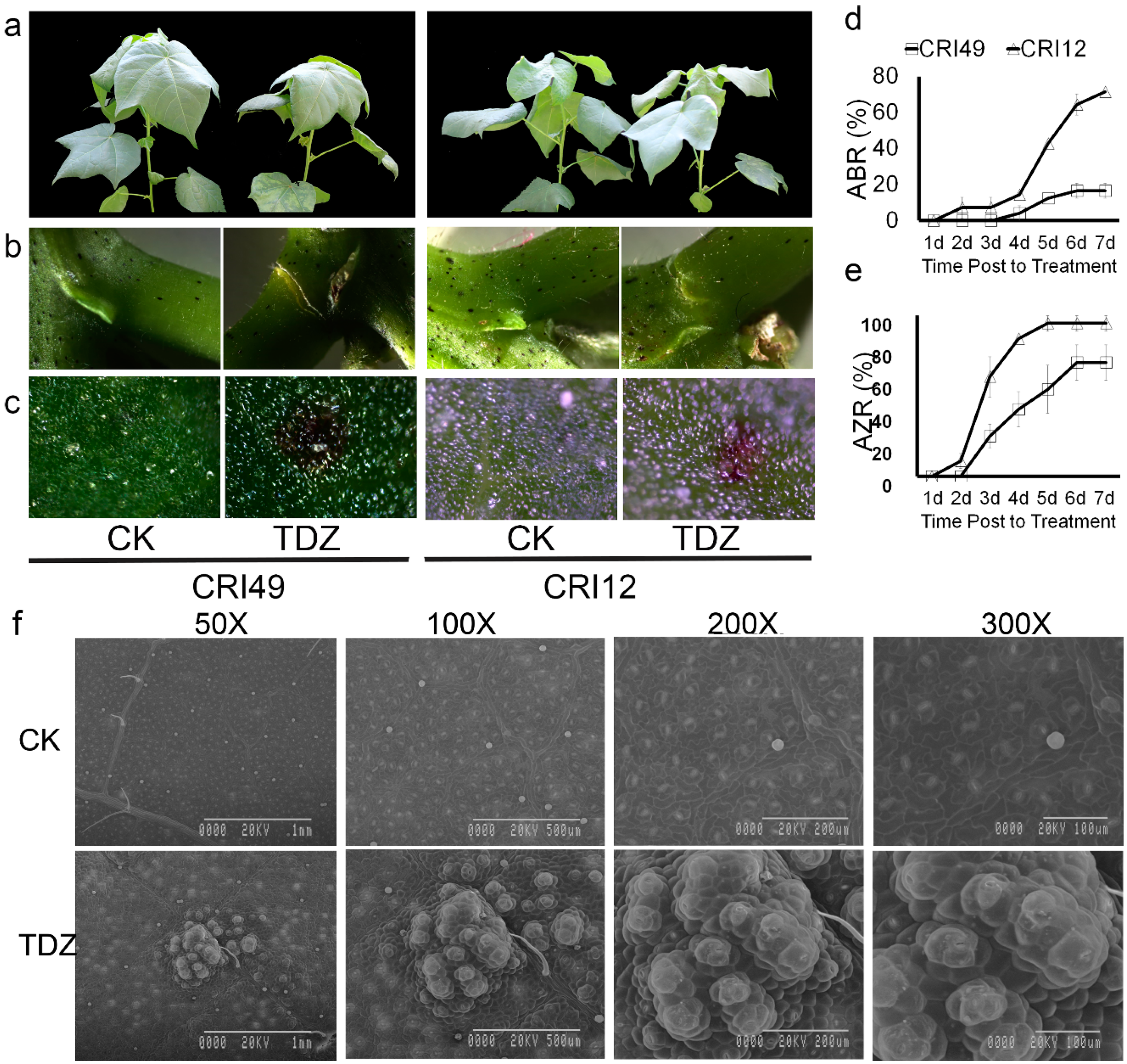 Ijms Free Full Text Chemical Defoliant Promotes Leaf Abscission By Altering Ros Metabolism And Photosynthetic Efficiency In Gossypium Hirsutum Html