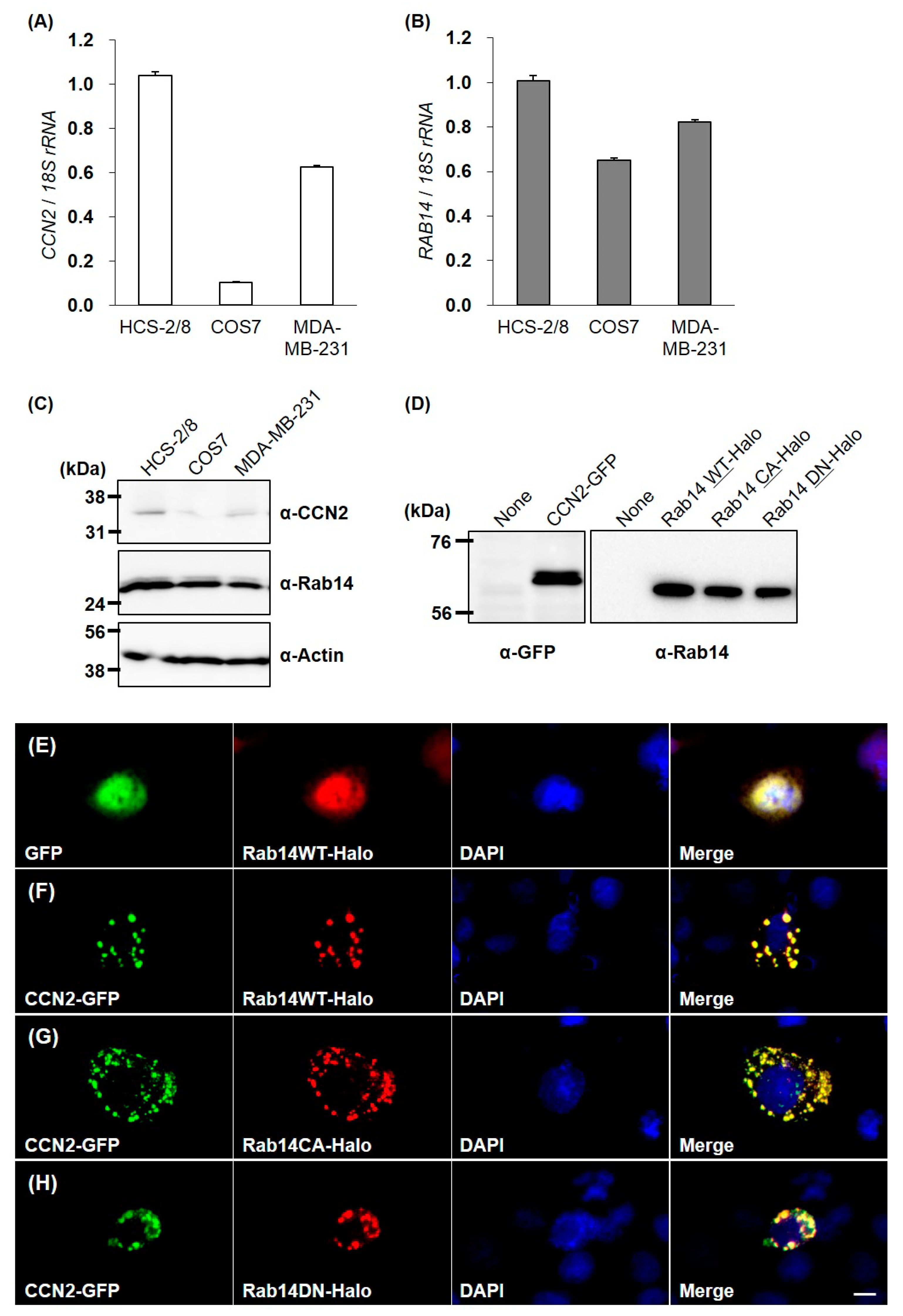 Ijms 21 02769 g003 Ijms 21 02769 g003