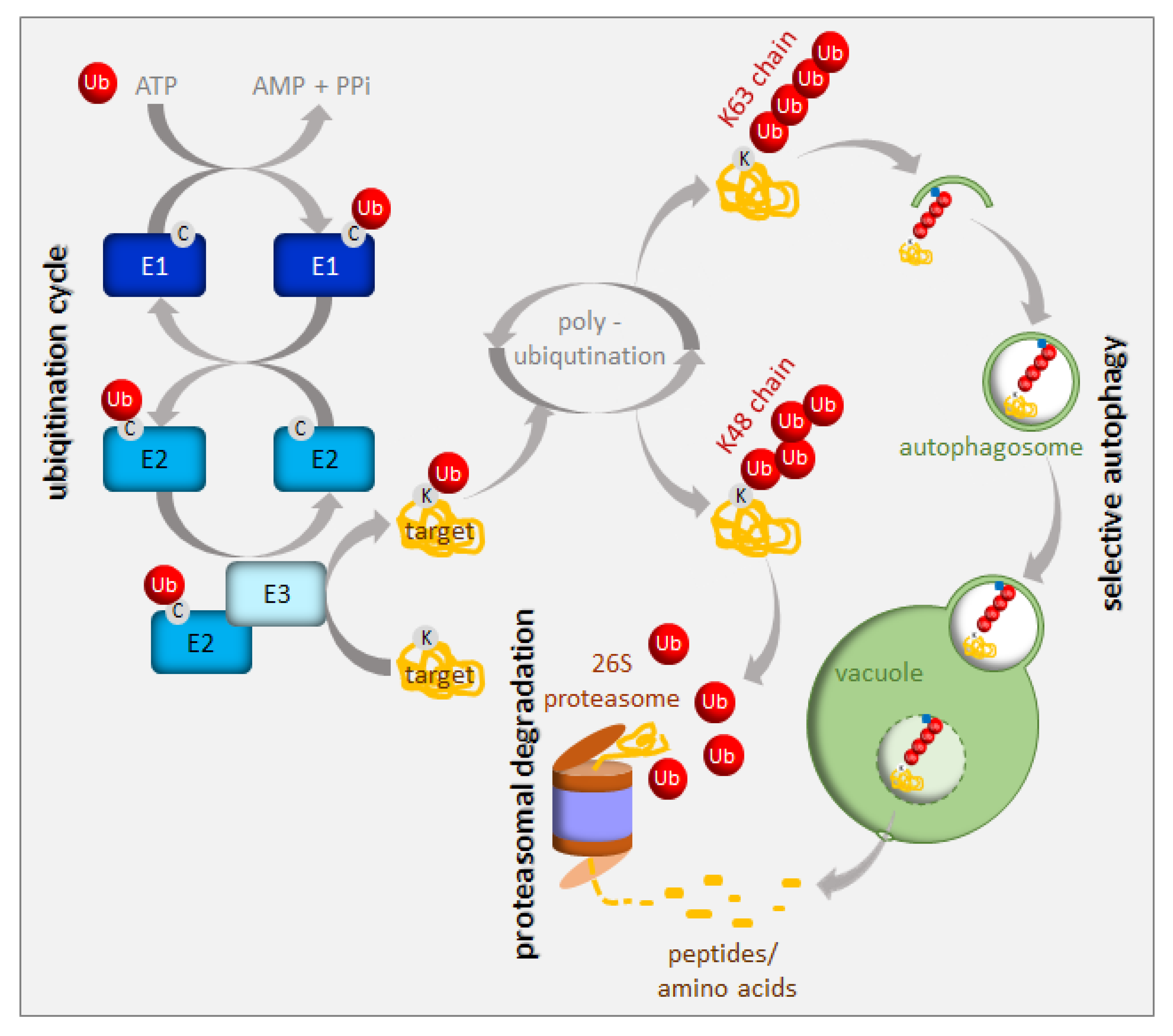 https://www.mdpi.com/ijms/ijms-21-02771/article_deploy/html/images/ijms-21-02771-g002.png