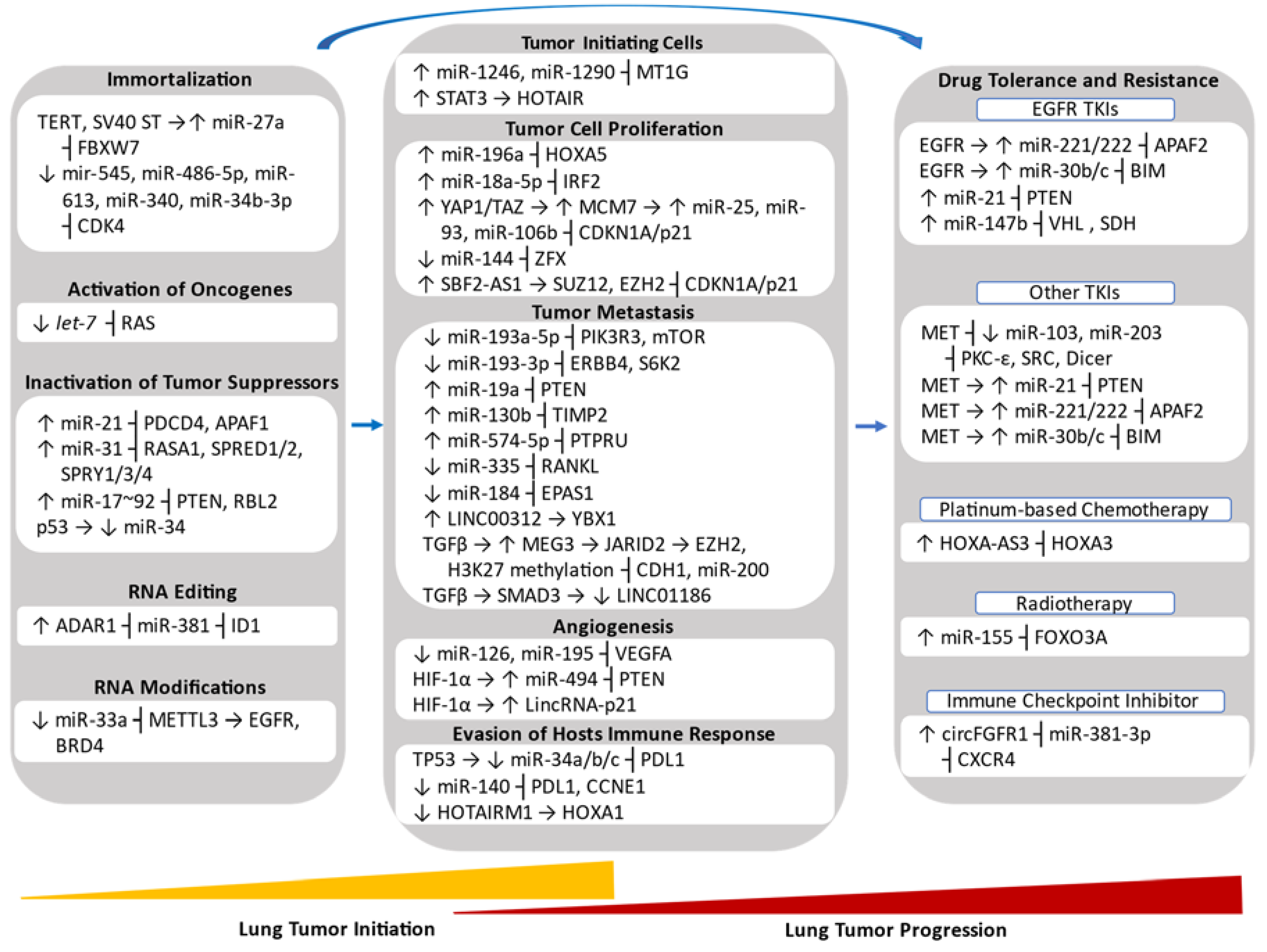 MiR-34a and miR-34b/c have distinct effects on the suppression of lung  adenocarcinomas